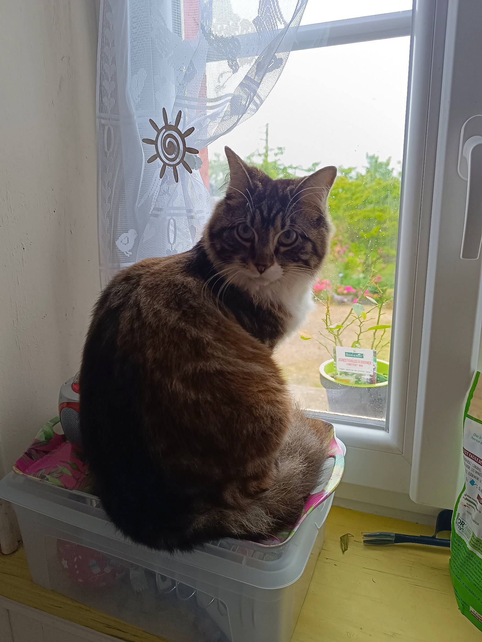 Baguera participe au concours pour gagner de l'argent avec cette photo : box, carnivore, cat, comfort, curtain, domestic_short_haired_cat, felidae, fur, grey, plant, shelf, shelving, shipping_box, small_to_medium_sized_cats, table, tail, whiskers, window, window_treatment, wood