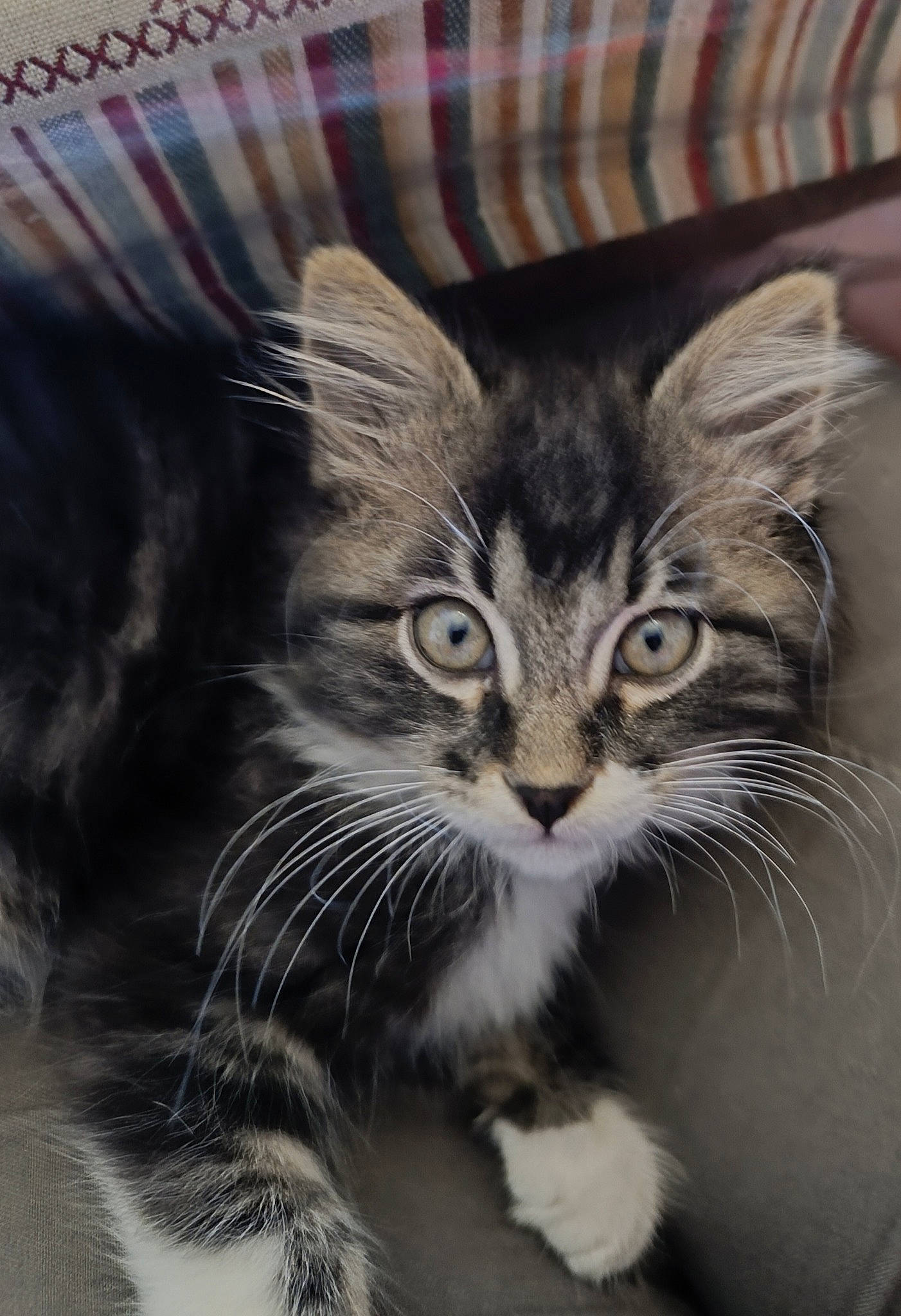 Baguera a rejoint le concours — aidez-le/la à gagner de superbes lots ! carnivore, cat, claw, domestic_short_haired_cat, door, felidae, fur, monochrome_photography, paw, small_to_medium_sized_cats, snout, tail, terrestrial_animal, whiskers, window