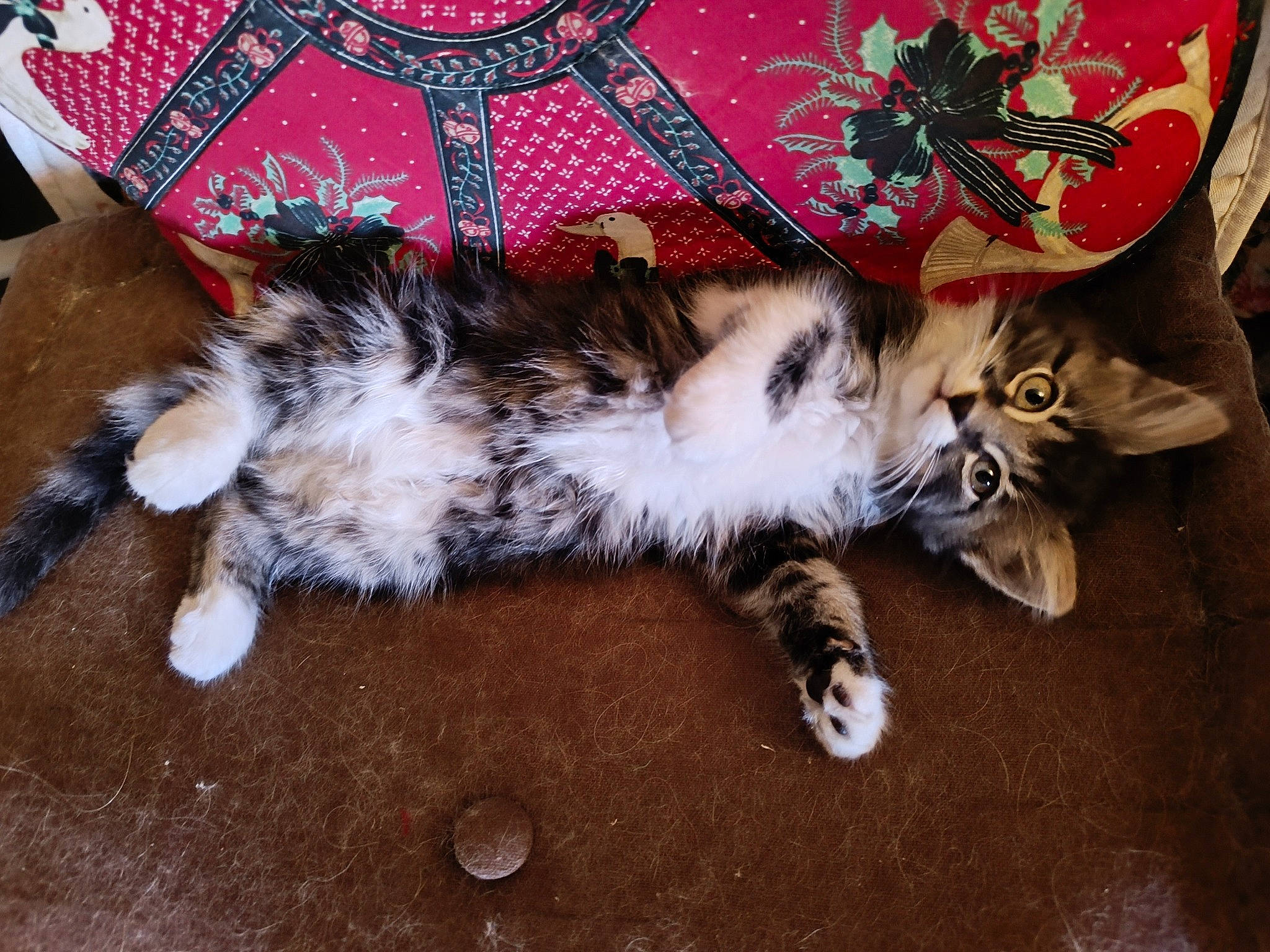 Baguera participe au concours pour gagner de l'argent avec cette photo : canidae, carnivore, cat, claw, companion_dog, dog_breed, domestic_short_haired_cat, fawn, felidae, foot, fur, lap, paw, small_to_medium_sized_cats, snout, tail, terrestrial_animal, whiskers