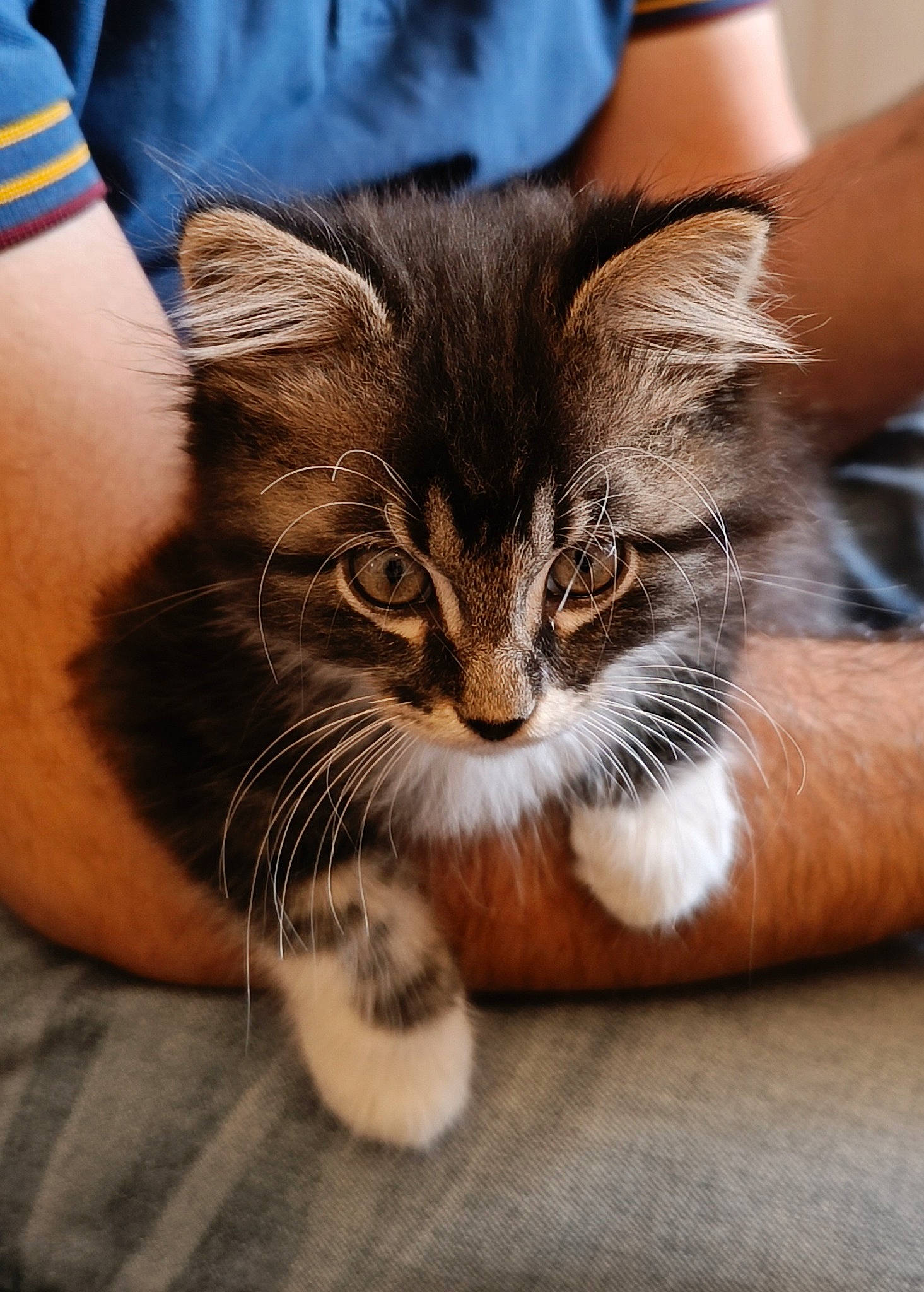 Baguera participe au concours pour gagner de l'argent avec cette photo : carnivore, cat, claw, comfort, domestic_short_haired_cat, ear, electric_blue, fawn, felidae, flooring, fur, human_leg, maine_coon, paw, sitting, small_to_medium_sized_cats, snout, terrestrial_animal, whiskers, window