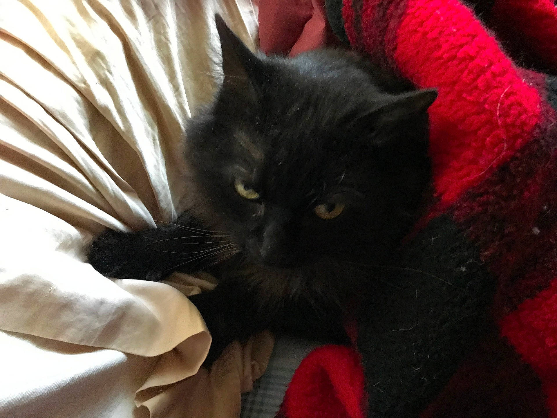 Loki joined the competition — help win amazing prizes! animal, blackcat, blanket, cat, kitten, manx, pet, quilt