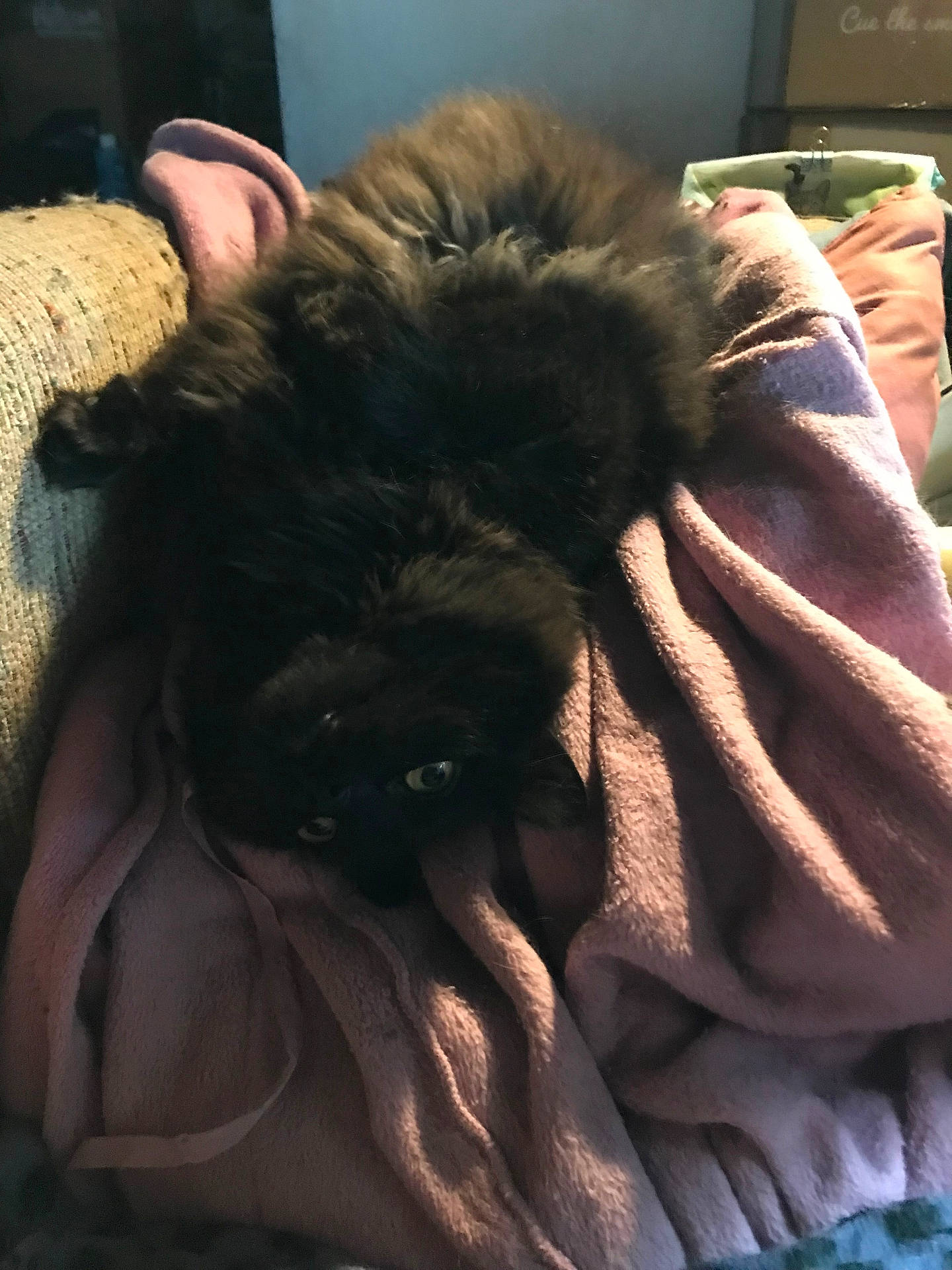 Loki joined the competition — help win amazing prizes! animal, bed, bedroom, blanket, canine, cat, couch, cushion, dog, furniture, homedecor, indoors, kitten, linen, person, pet, puppy, quilt, room, sleeping