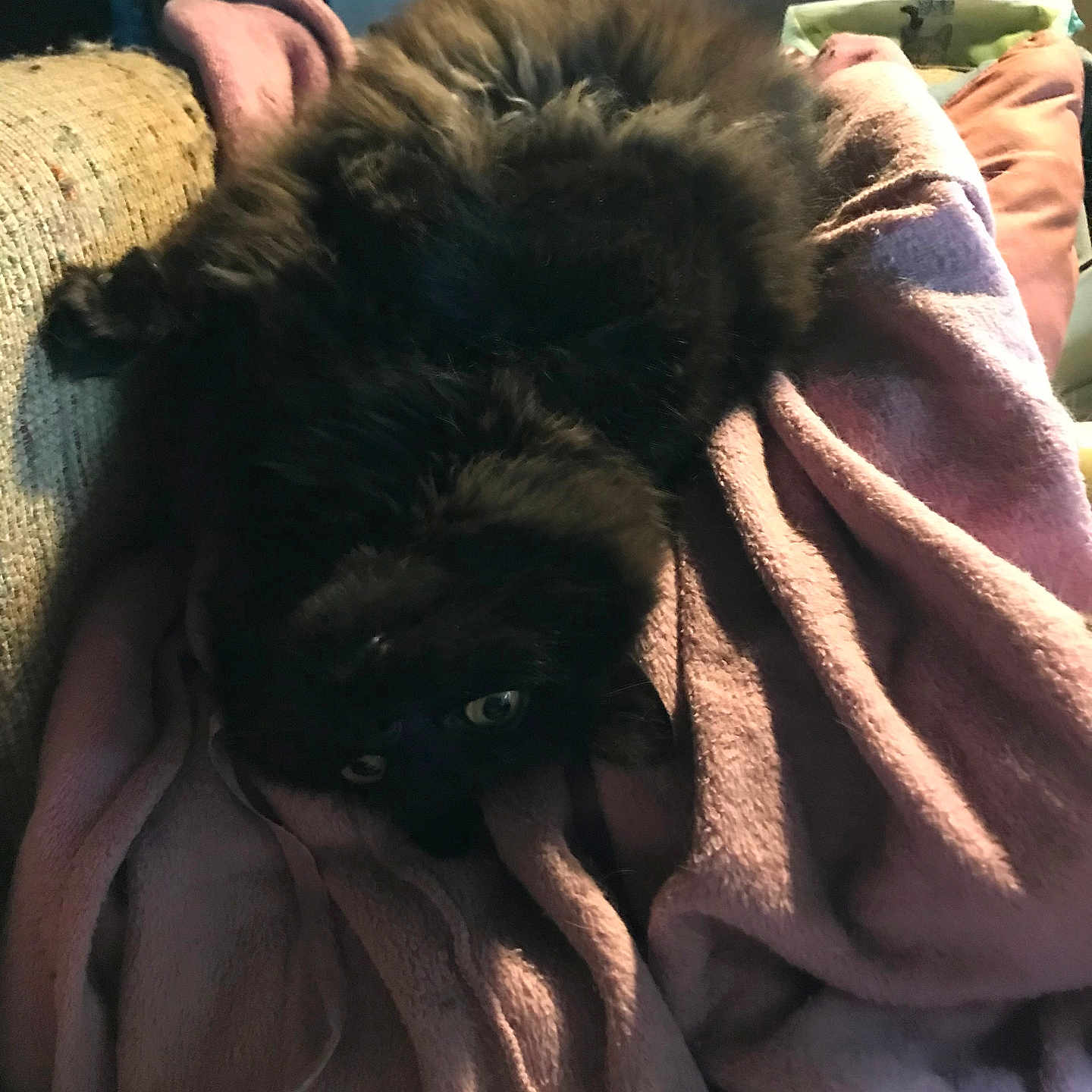 Loki