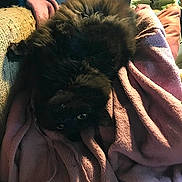 Loki is registered to the contest to win money with this photo: animal, black_cat, blanket, cat, couch, cozy, cute, dark, domestic_cat, eyes, fluffy, fur, furniture, home, indoor, pet, pink_blanket, relaxed, resting, upside_down