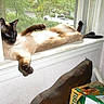 Loki is registered to the contest to win money with this photo: animal, box, cat, claws, ears, eyes, feline, fur, household, indoor, pets, relaxing, siamese_cat, sunlight, table, wall, whiskers, window, windowsill, wood