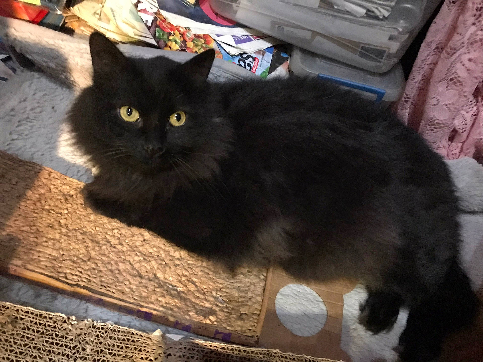 Loki is registered to the contest to win money with this photo: abyssinian, animal, blackcat, box, cat, computer, couch, drawer, electronics, furniture, hardwood, homedecor, kitten, laptop, manx, pc, pet, plywood, slate, wood