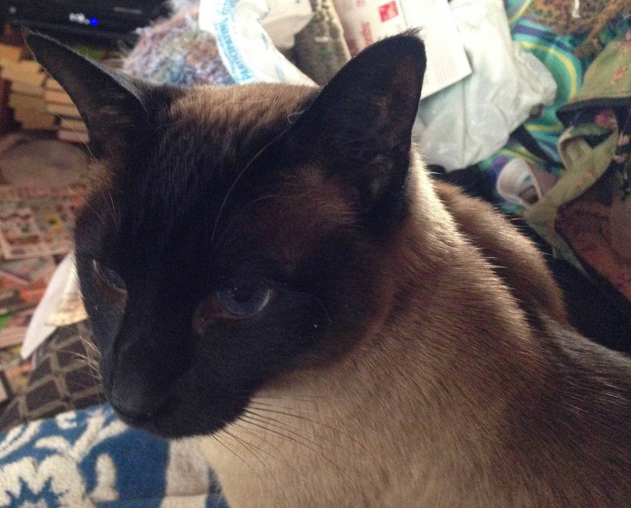 Belladonna is registered to the contest to win money with this photo: black_cat, carnivore, cat, comfort, domestic_short_haired_cat, fawn, felidae, fur, siamese, small_to_medium_sized_cats, snout, terrestrial_animal, thai, whiskers