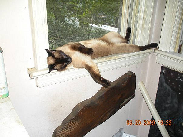 Belladonna is registered to the contest to win money with this photo: balinese, canidae, carnivore, cat, comfort, dog_breed, fawn, felidae, fur, mammal, pet_supply, siamese, small_to_medium_sized_cats, sporting_group, tail, thai, vertebrate, water_bottle, whiskers, wood