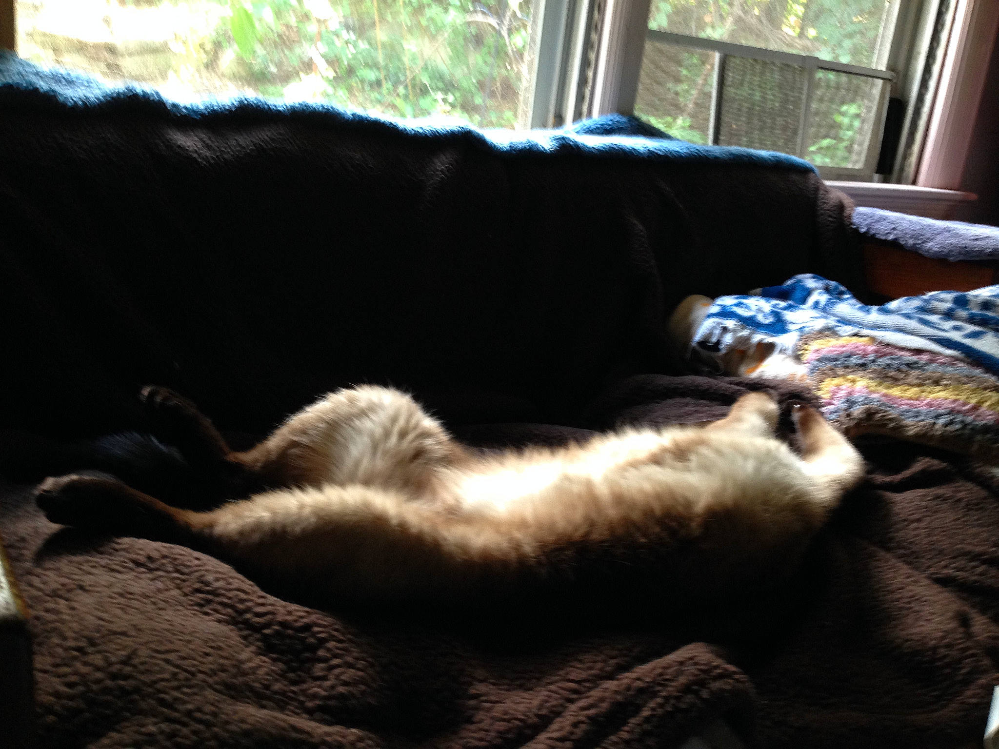 Belladonna is registered to the contest to win money with this photo: carnivore, cat, comfort, companion_dog, couch, dog_breed, domestic_short_haired_cat, fawn, felidae, fur, human_leg, linens, mammal, paw, small_to_medium_sized_cats, snout, tail, whiskers, window, wood