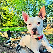 Snow joined the competition — help win amazing prizes! dog, puppy, white_dog, collar, outdoors, backyard, trees, grass, portrait, close_up, ears_up, black_nose, front_paws, toolbox, sunlight, greenery, fence, attentive, pet, relaxed