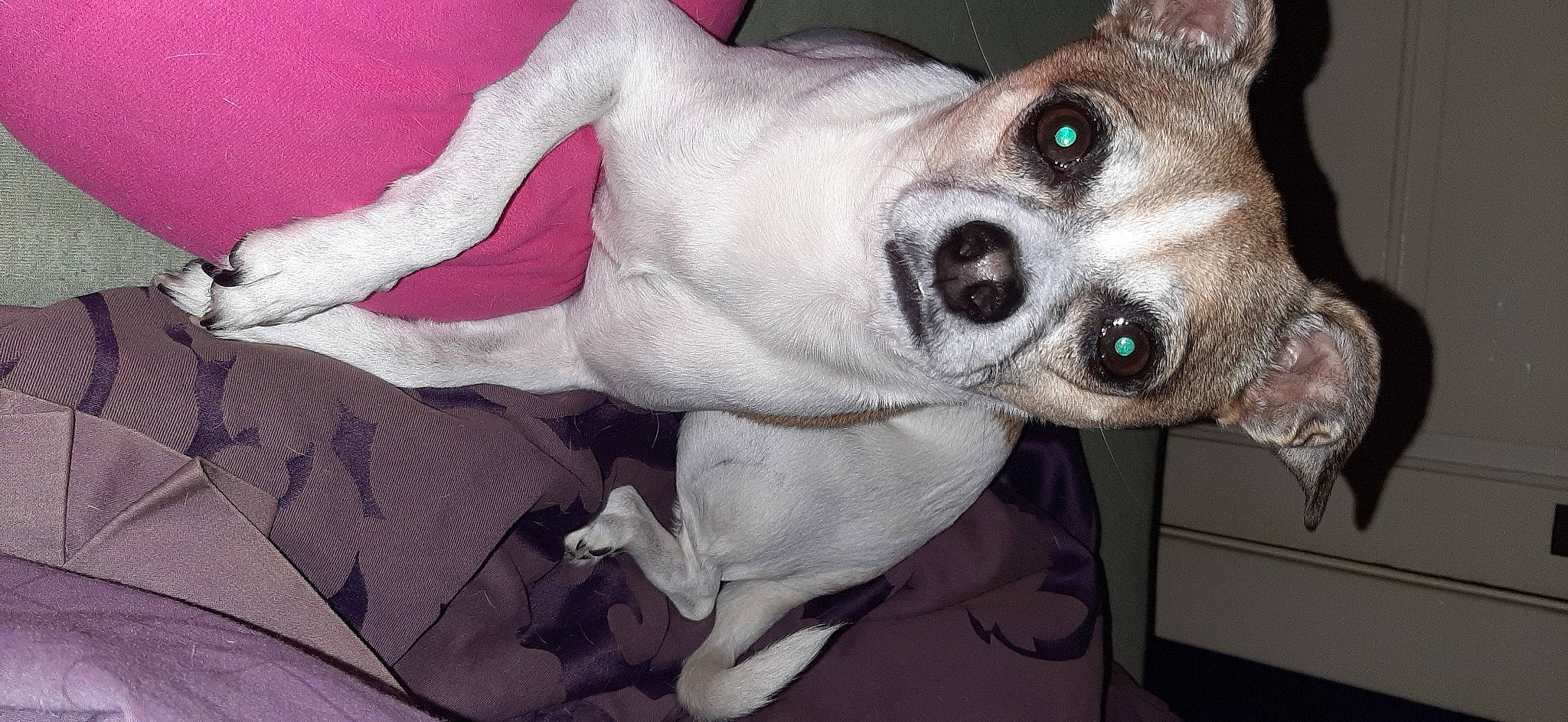 Brutus is registered to the contest to win money with this photo: canidae, carmine, carnivore, collar, comfort, companion_dog, dog, dog_breed, dog_collar, dog_supply, ear, fawn, fur, grey, jaw, non_sporting_group, snout, sporting_group, whiskers, working_animal