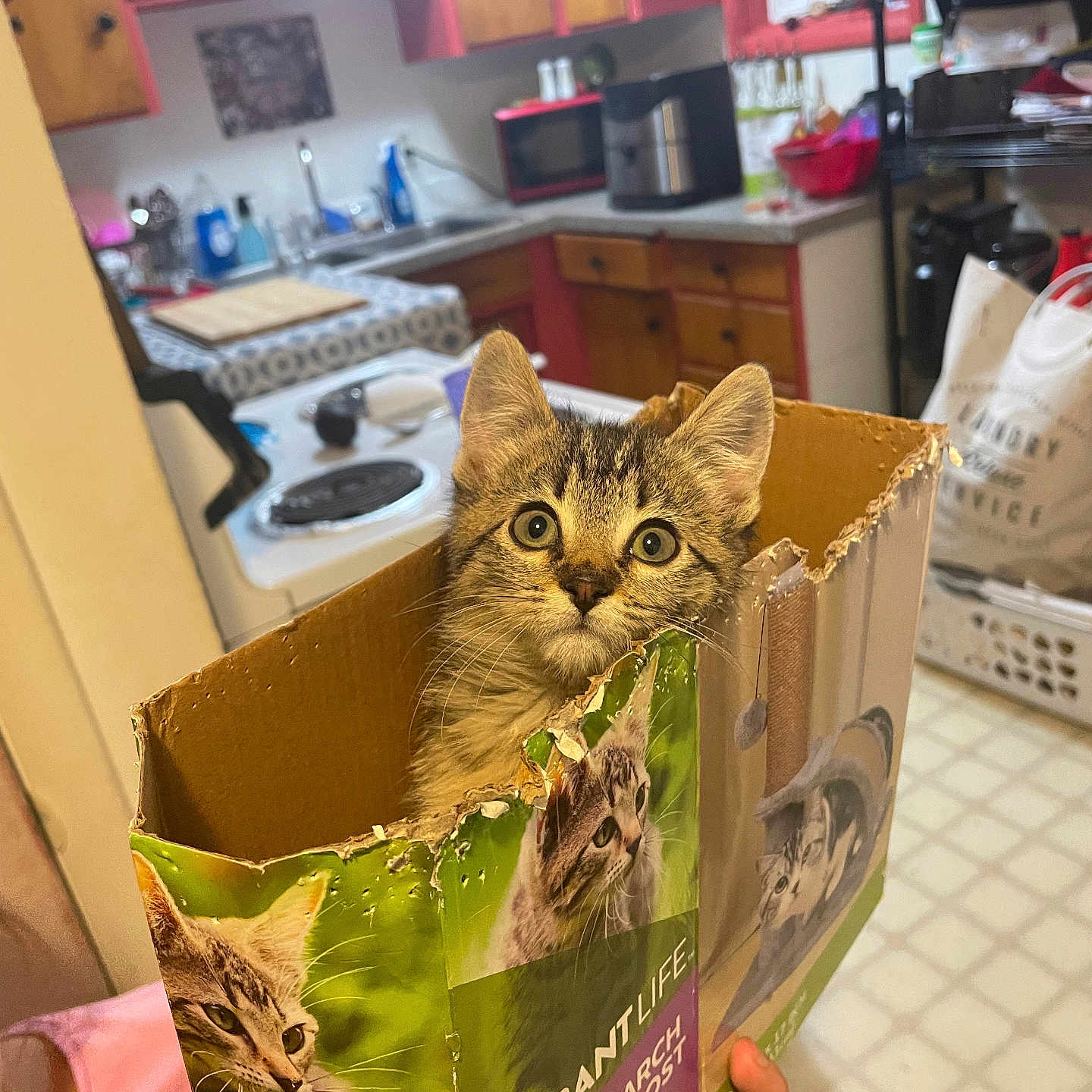 Nala joined the competition — help win amazing prizes! animal, appliance, box, cardboard, carton, cat, computer, computerhardware, device, electricaldevice, electronics, hardware, indoors, interiordesign, kitten, microwave, monitor, oven, pet, screen