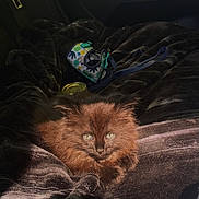 Teddy Graham joined the competition — help win amazing prizes! animal, blanket, brown_cat, can, car_interior, cat, closeup, comfort, cozy, domestic_cat, feline, fluffy, fur, green_eyes, harness, indoor, pet, resting, seatbelt, sunlight