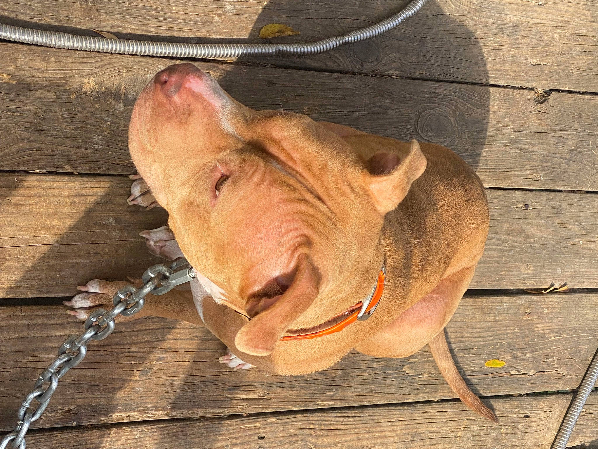 Hazel is registered to the contest to win money with this photo: animal_shelter, bovine, domestic_pig, ear, fashion_accessory, fawn, fur, liver, livestock, natural_material, pet_supply, snout, suidae, terrestrial_animal, whiskers, wire, wire_fencing, wood, working_animal, wrinkle