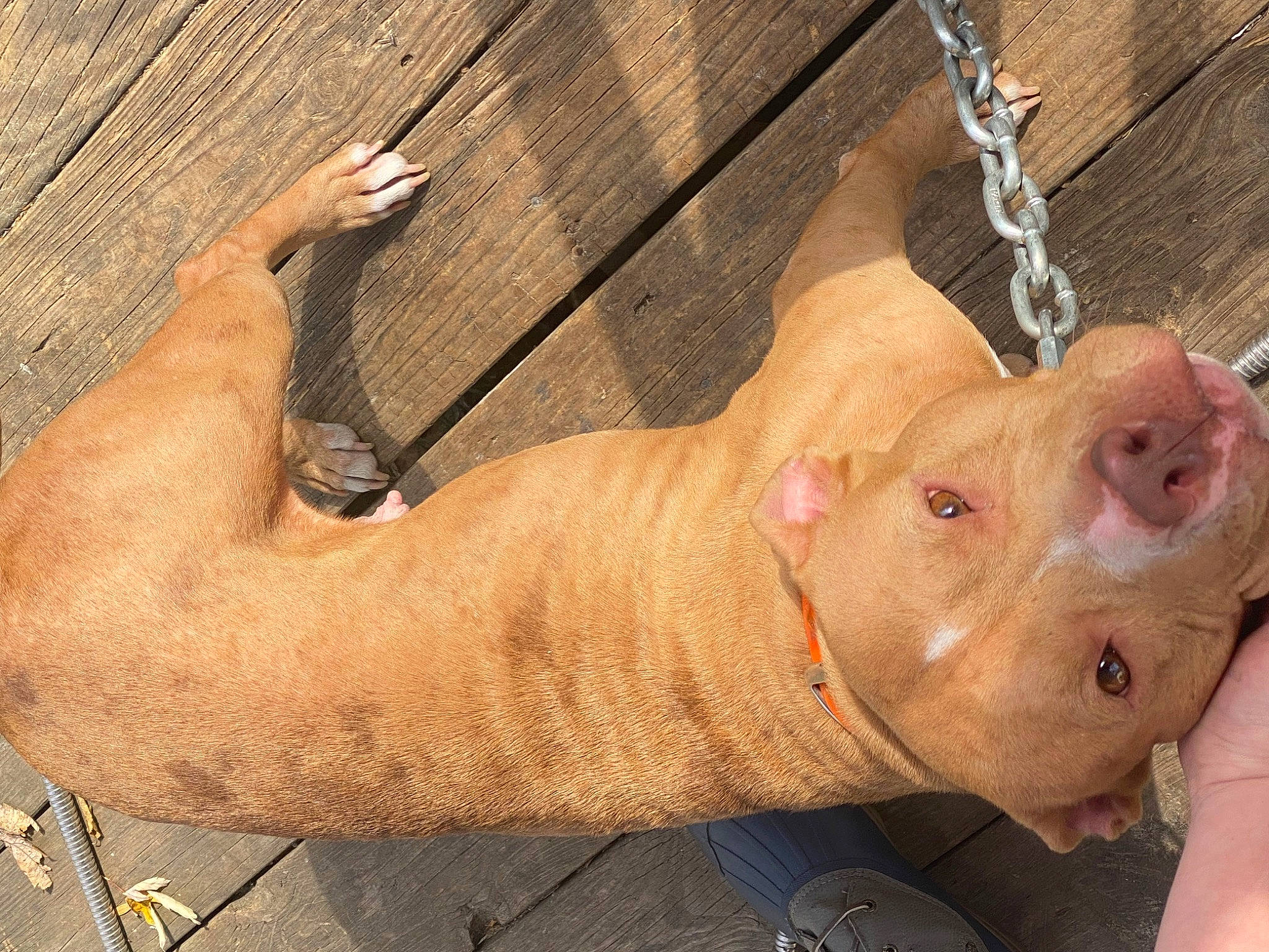 Hazel is registered to the contest to win money with this photo: animal_shelter, carnivore, collar, dog_breed, domestic_pig, fawn, flesh, foot, fur, liver, livestock, pet_supply, snout, suidae, tail, terrestrial_animal, whiskers, wood, working_animal, wrinkle