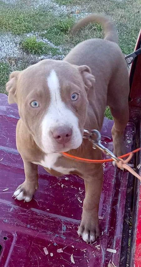 Liberty is registered to the contest to win money with this photo: ancient_dog_breeds, canidae, carnivore, collar, companion_dog, dog, dog_breed, dog_collar, fawn, hunting_dog, liver, non_sporting_group, pet_supply, pit_bull, snout, sporting_group, whiskers, working_animal, working_dog