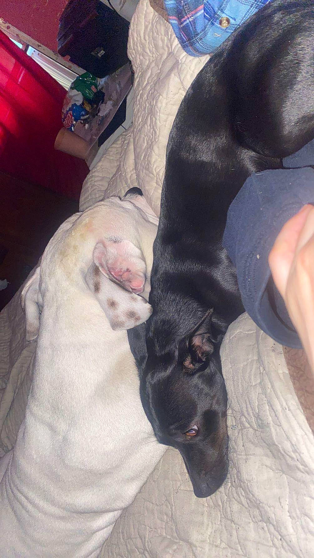 Tee-tee is registered to the contest to win money with this photo: canidae, carnivore, comfort, companion_dog, dog, dog_breed, ear, fawn, fur, gesture, guard_dog, jaw, paw, puppy, puppy_love, snout, sporting_group, tail, whiskers, working_animal