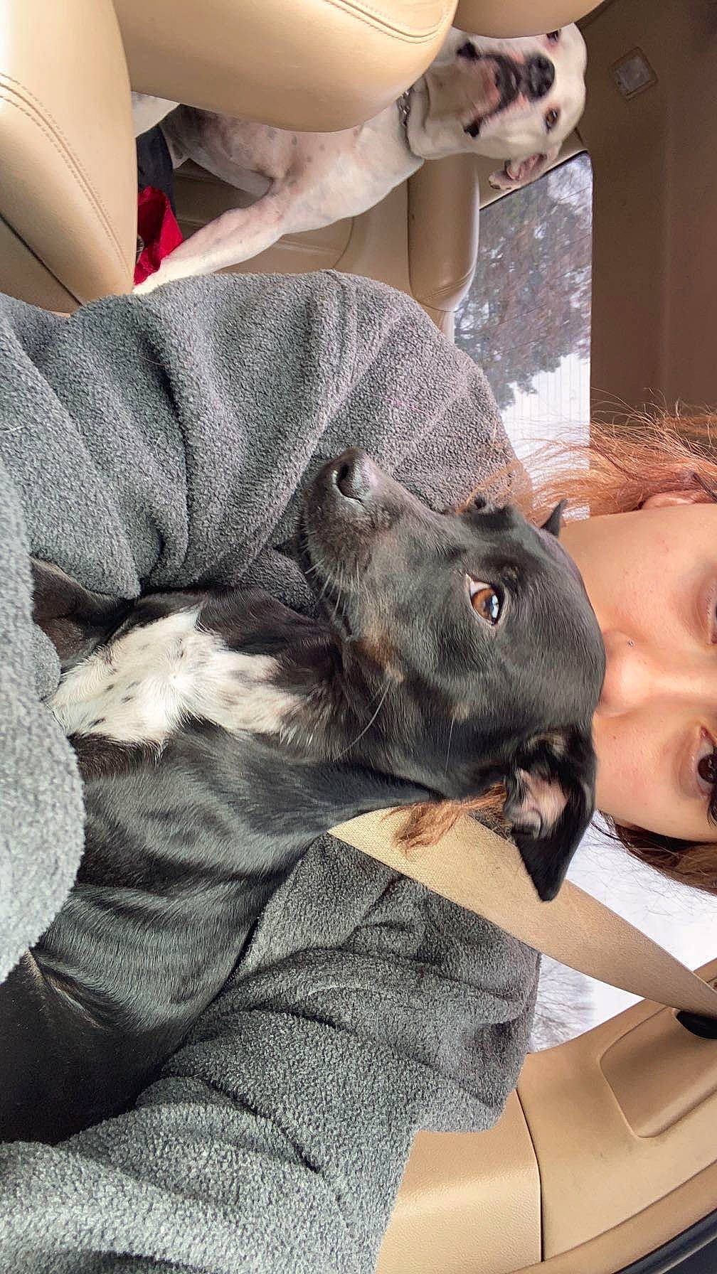 Tee-tee is registered to the contest to win money with this photo: canidae, carnivore, comfort, companion_dog, dog, dog_breed, domestic_short_haired_cat, ear, eyelash, fawn, felidae, fur, jaw, liver, selfie, small_to_medium_sized_cats, snout, sporting_group, whiskers, working_animal