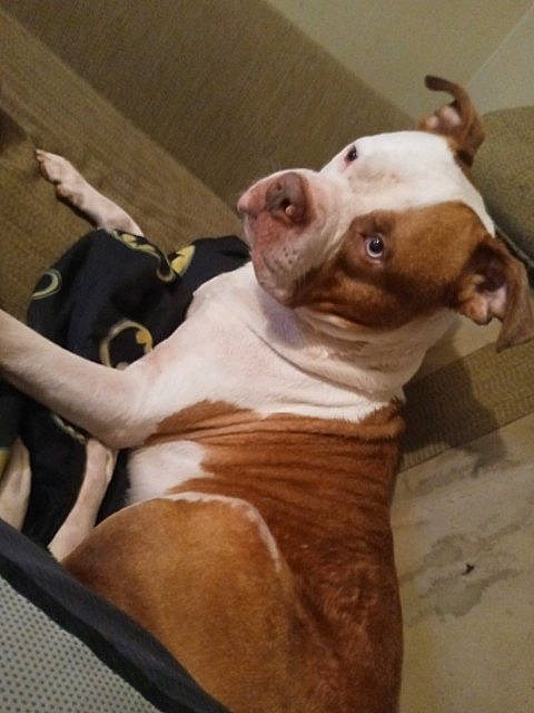 Tank is registered to the contest to win money with this photo: bulldog, canidae, carnivore, collar, comfort, companion_dog, dog, dog_breed, ear, fawn, jaw, liver, pet_supply, snout, sporting_group, tail, terrestrial_animal, whiskers, working_animal, wrinkle