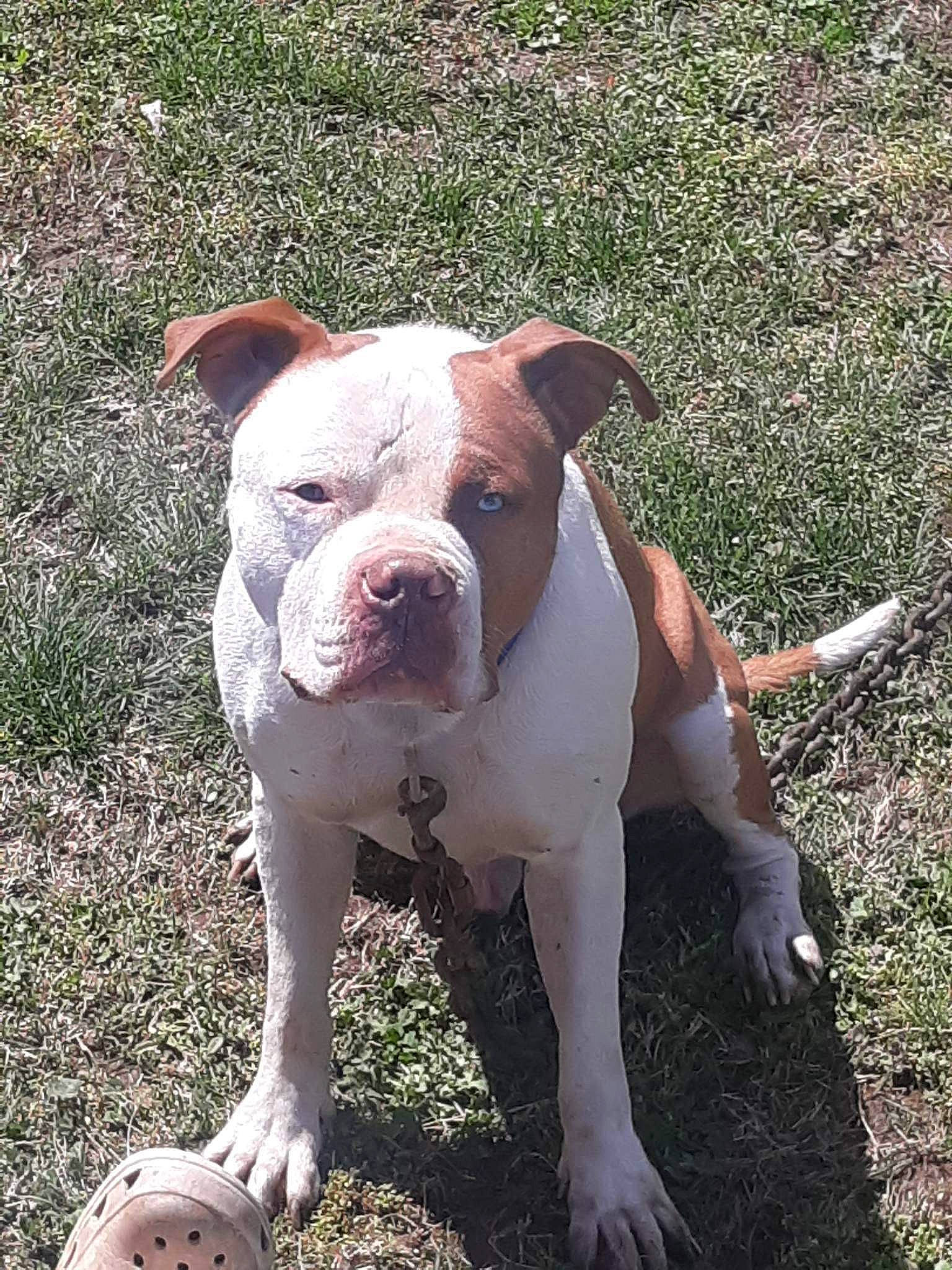 Tank is registered to the contest to win money with this photo: bulldog, canidae, carnivore, companion_dog, dog, dog_breed, fawn, grass, molosser, non_sporting_group, snout, sporting_group, tail, terrestrial_animal, working_animal, working_dog