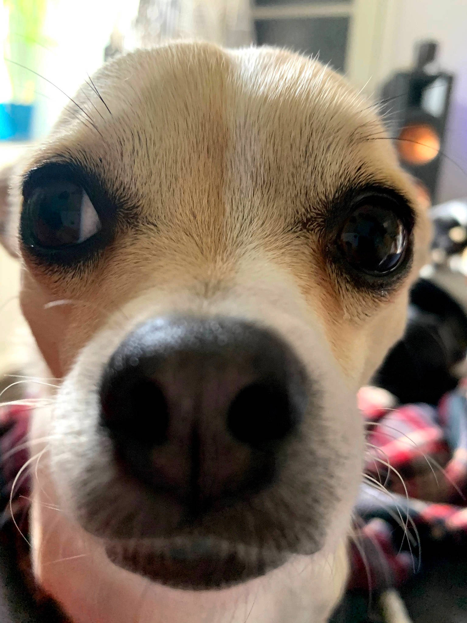 Tairo a rejoint le concours — aidez-le/la à gagner de superbes lots ! canidae, carnivore, chihuahua, close_up, companion_dog, dog, dog_breed, ear, eye, fawn, head, mammal, nose, photography, puppy, puppy_love, snout, toy_dog, toy_fox_terrier, whiskers