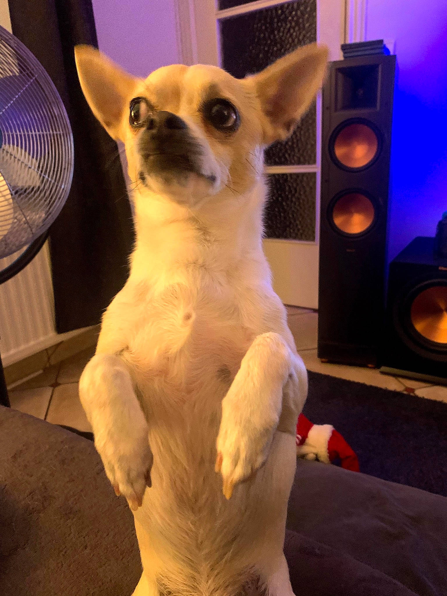 Tairo participe au concours pour gagner de l'argent avec cette photo : ancient_dog_breeds, canidae, carnivore, chihuahua, companion_dog, corgi_chihuahua, dog, dog_breed, ear, fawn, mammal, miniature_fox_terrier, snout, sporting_group, toy_dog, vertebrate, whiskers