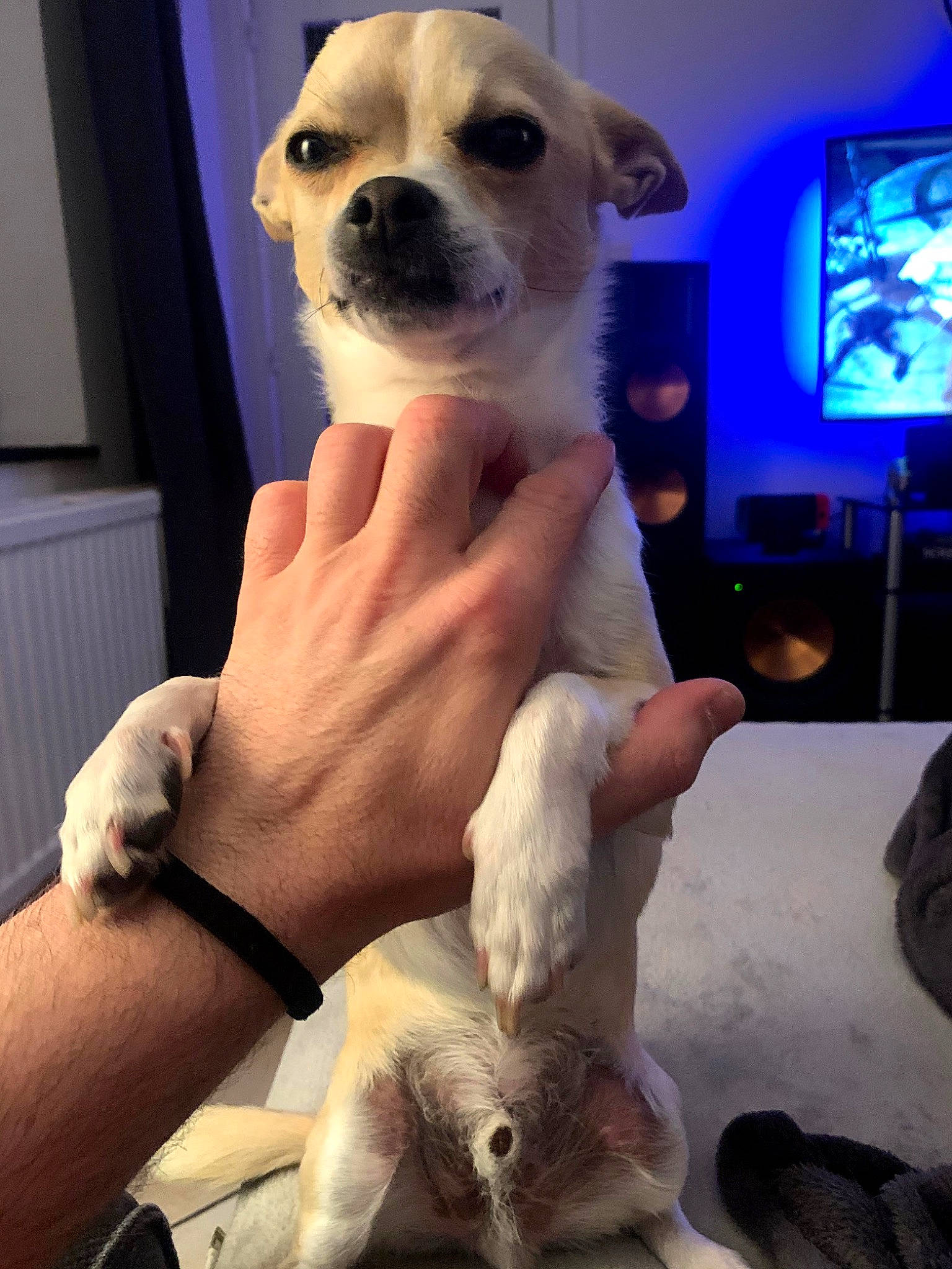 Tairo a rejoint le concours — aidez-le/la à gagner de superbes lots ! canidae, carnivore, companion_dog, dog, dog_breed, hand, mammal, non_sporting_group, nose, puppy, puppy_love, snout, sporting_group, vertebrate