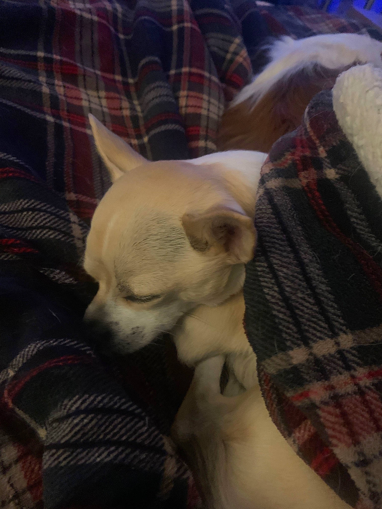 Tairo participe au concours pour gagner de l'argent avec cette photo : canidae, carnivore, chihuahua, companion_dog, dog, dog_breed, fawn, mammal, non_sporting_group, puppy, snout, toy_dog, vertebrate, whiskers