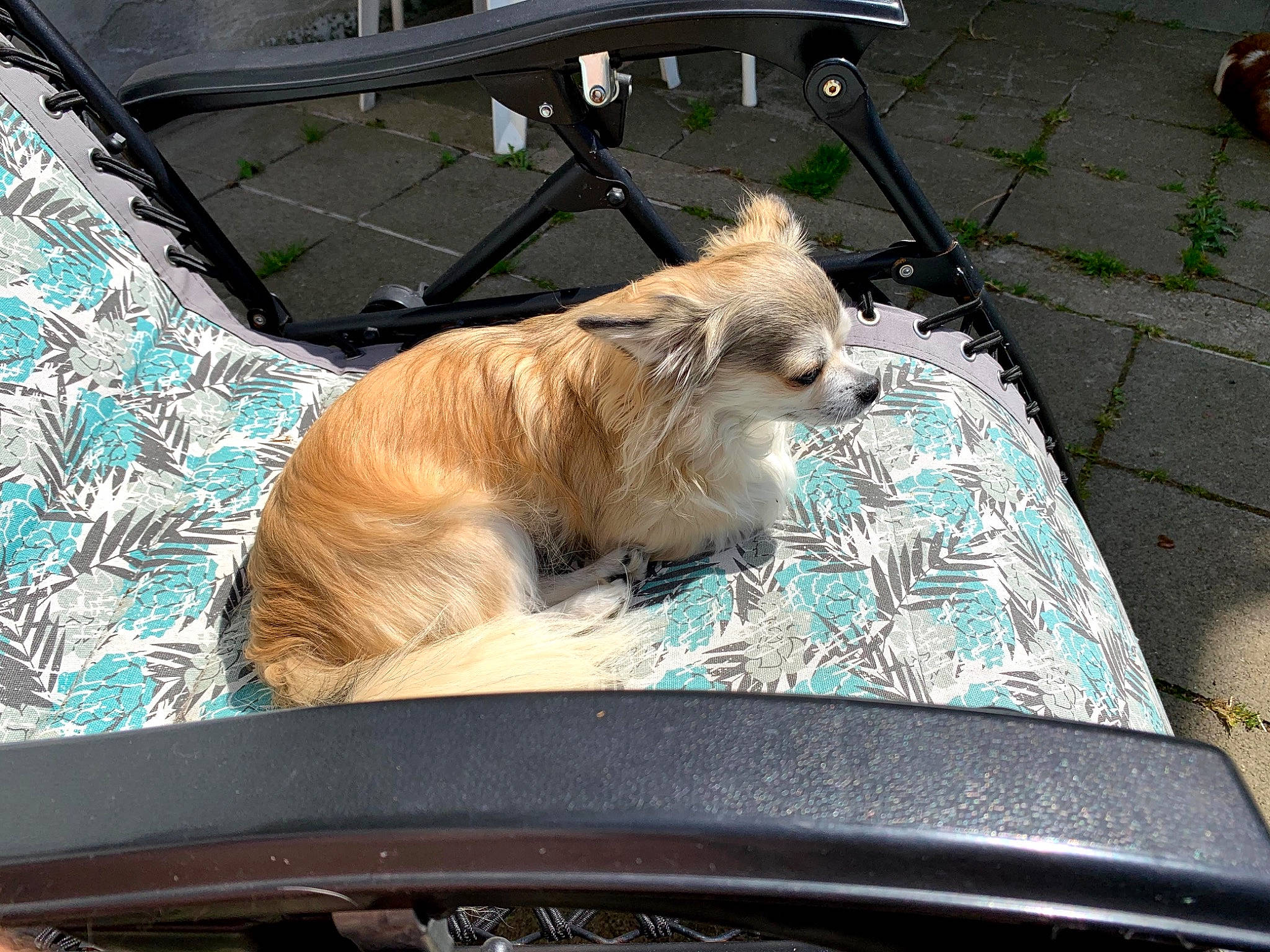 Darwin a rejoint le concours — aidez-le/la à gagner de superbes lots ! canidae, carnivore, cat, fawn, felidae, kitten, small_to_medium_sized_cats, vehicle, whiskers