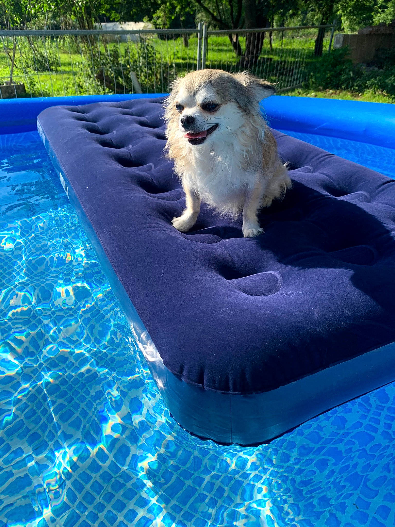 Darwin participe au concours pour gagner de l'argent avec cette photo : canidae, carnivore, companion_dog, dog, dog_breed, games, leisure, mammal, samoyed, sporting_group