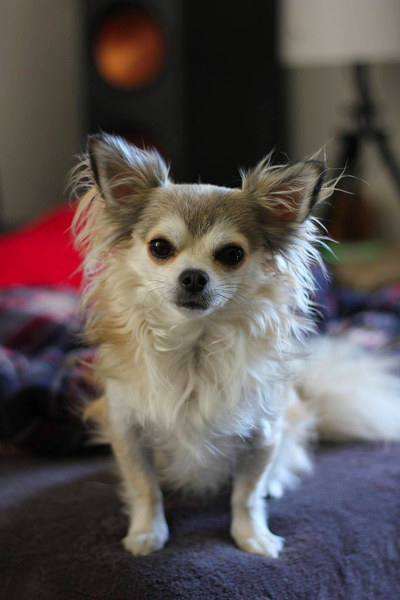 Darwin a rejoint le concours — aidez-le/la à gagner de superbes lots ! canidae, carnivore, chihuahua, companion_dog, dog, dog_breed, fawn, mammal, pomeranian, puppy, rare_breed_dog, snout, toy_dog, vertebrate, whiskers