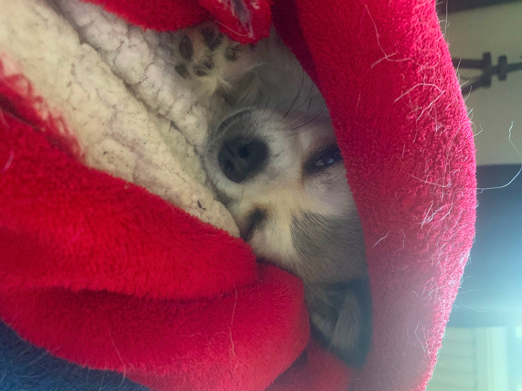 Darwin participe au concours pour gagner de l'argent avec cette photo : canidae, close_up, fawn, lip, nose, pink, puppy, red, snout