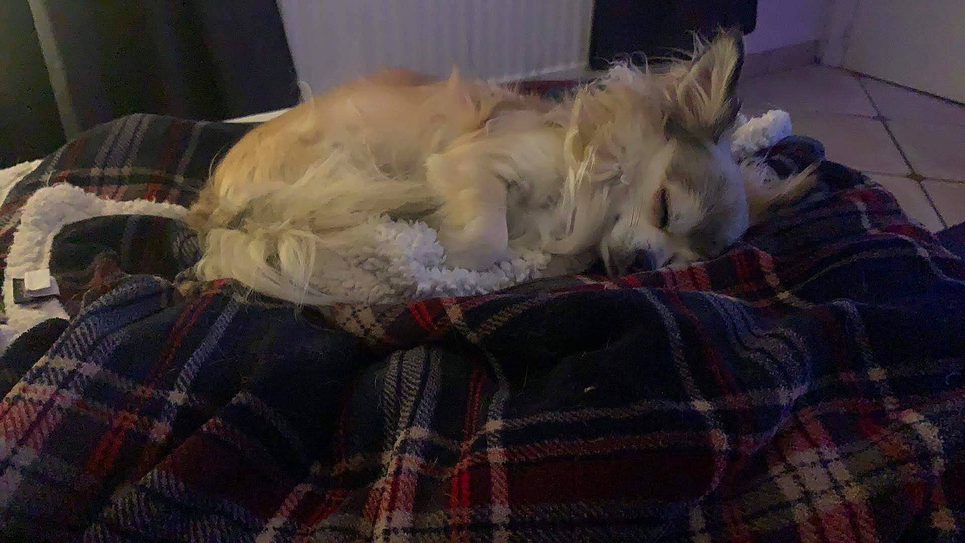 Darwin a rejoint le concours — aidez-le/la à gagner de superbes lots ! cairn_terrier, canidae, carnivore, companion_dog, dog, dog_breed, nap, shih_tzu, sporting_group, terrier, toy_dog, west_highland_white_terrier