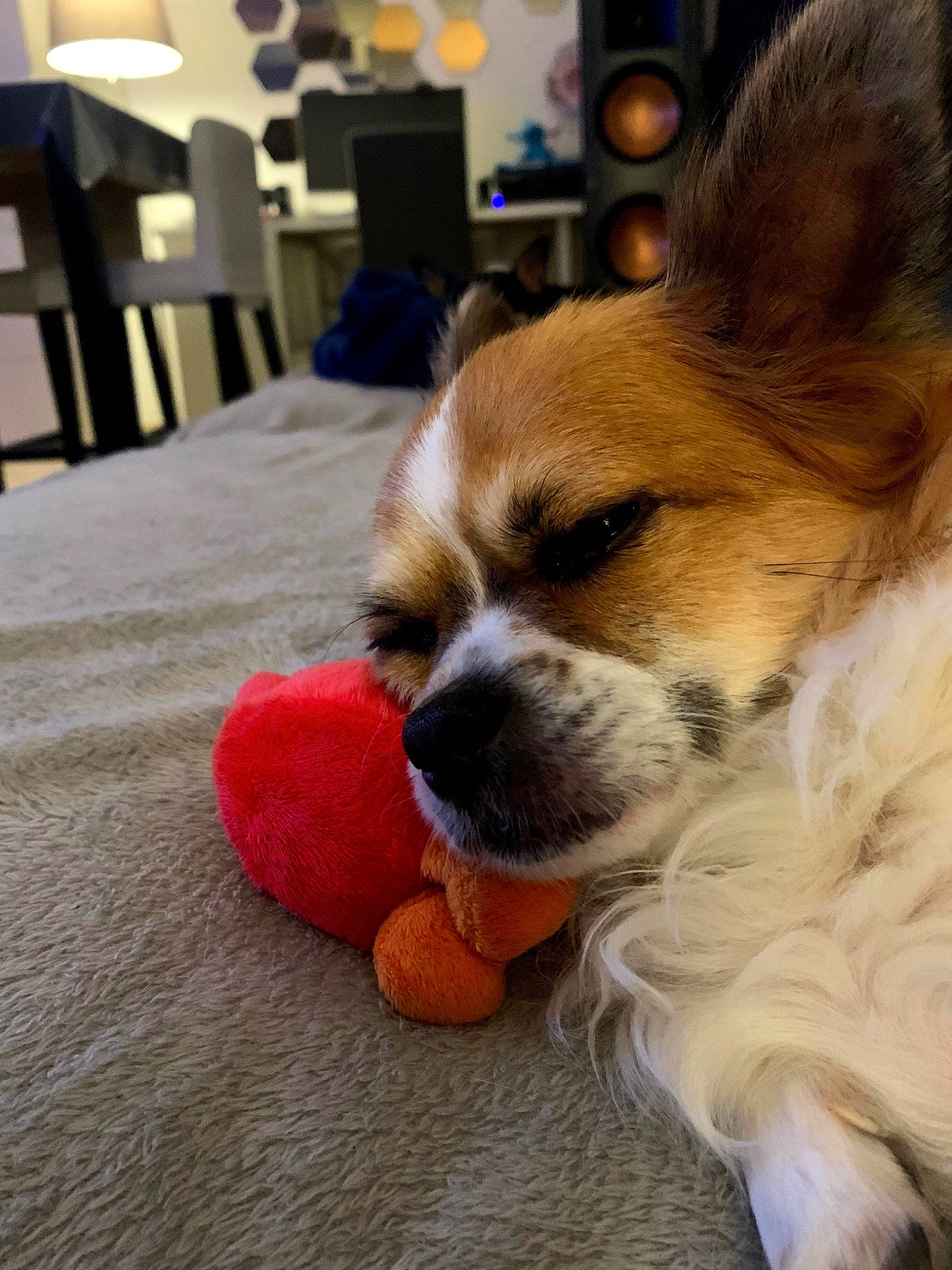 Batou a rejoint le concours — aidez-le/la à gagner de superbes lots ! canidae, carnivore, companion_dog, dog, dog_breed, dog_toy, ear, fawn, mammal, nose, pembroke_welsh_corgi, puppy, puppy_love, snout, sporting_group, tibetan_spaniel, toy_dog, vertebrate, welsh_corgi, whiskers