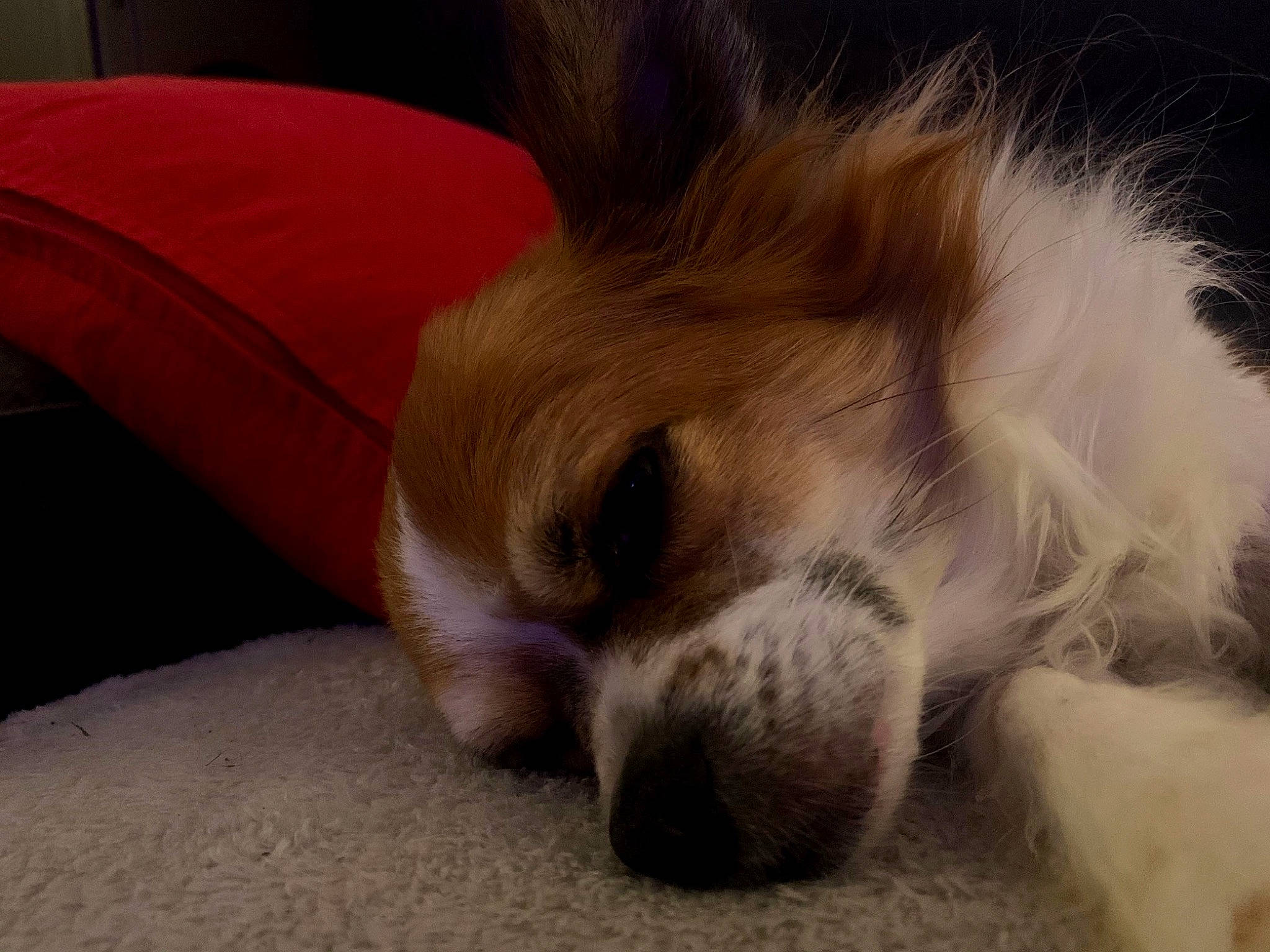 Batou a rejoint le concours — aidez-le/la à gagner de superbes lots ! canidae, carnivore, cavalier_king_charles_spaniel, companion_dog, dog, dog_breed, ear, fur, mammal, nap, nose, paw, puppy, puppy_love, sleep, snout, spaniel, sporting_group, toy_dog, whiskers