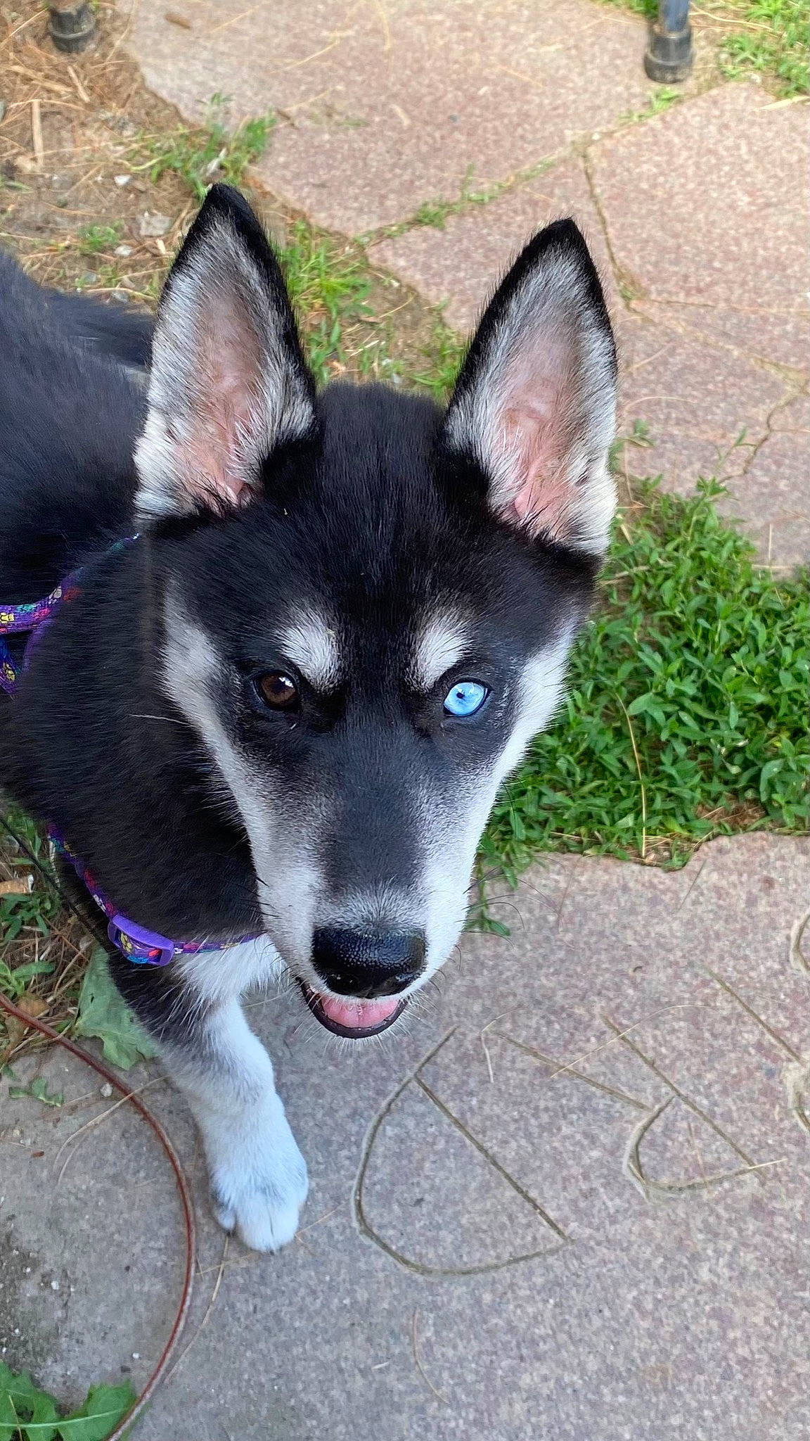 Nova is registered to the contest to win money with this photo: ancient_dog_breeds, canidae, canis, carnivore, companion_dog, dog, dog_breed, electric_blue, fur, grass, herding_dog, non_sporting_group, siberian_husky, sled_dog, sporting_group, tail, terrestrial_animal, whiskers, working_animal, working_dog
