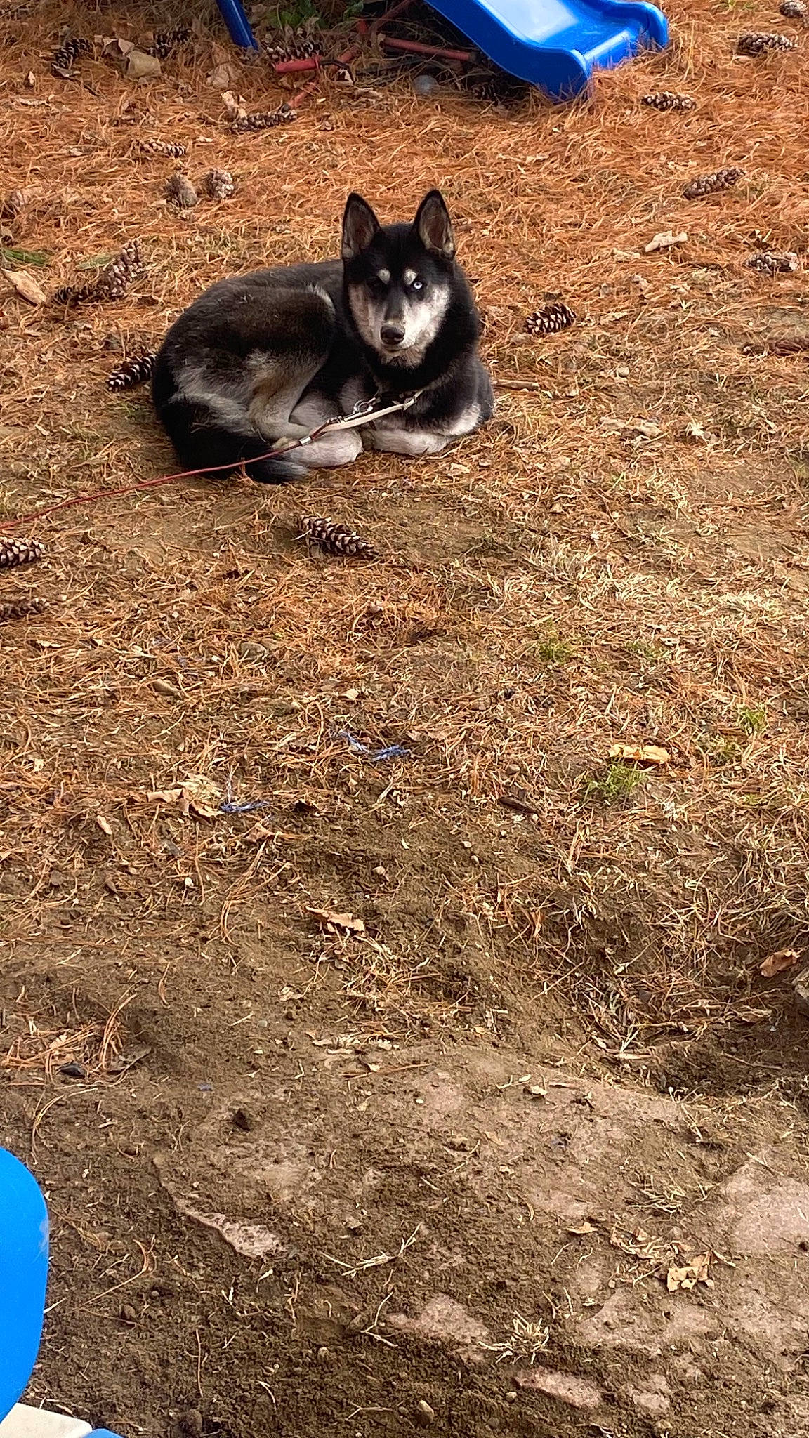 Nova joined the competition — help win amazing prizes! asphalt, boston_terrier, canidae, carnivore, companion_dog, dog, dog_breed, fawn, felidae, grass, road_surface, shadow, small_to_medium_sized_cats, snout, soil, sporting_group, tail, terrestrial_animal, tints_and_shades, whiskers