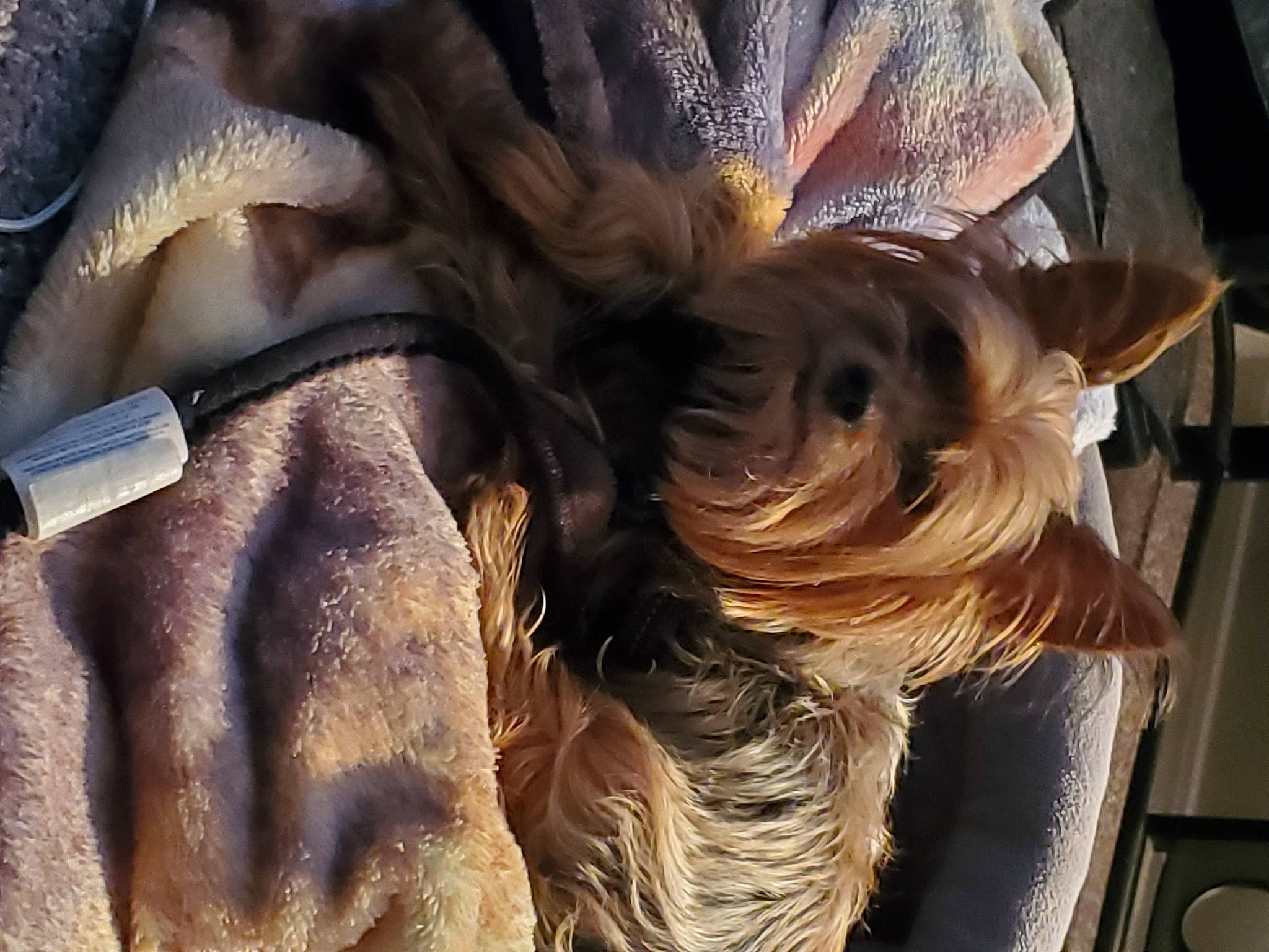 Morkie is registered to the contest to win money with this photo: blond, canidae, carnivore, companion_dog, dog, dog_breed, fawn, felidae, fur, liver, small_to_medium_sized_cats, snout, sporting_group, terrier, toy_dog, tree, trunk, whiskers, window, wood