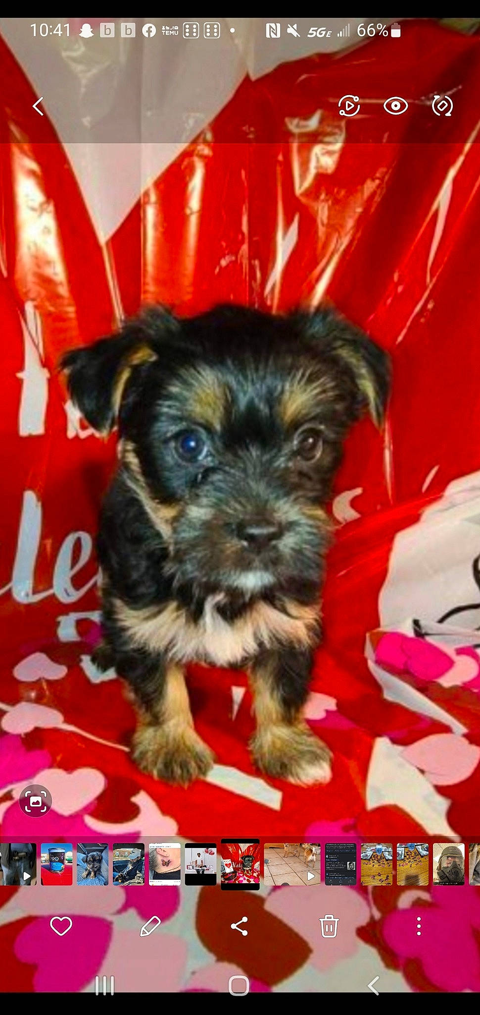 Pheonix is registered to the contest to win money with this photo: canidae, carnivore, companion_dog, dog, dog_breed, dog_supply, event, pet_supply, puppy, small_terrier, snout, sporting_group, toy_dog, working_animal, yorkipoo