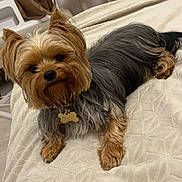 Bloomy a rejoint le concours — aidez-le/la à gagner de superbes lots ! dog, yorkshire_terrier, pet, bed, blanket, fur, indoor, curtains, vase, decor, shelf, floor, cute, animal, small_dog, looking, cozy, resting, living_room, domestic