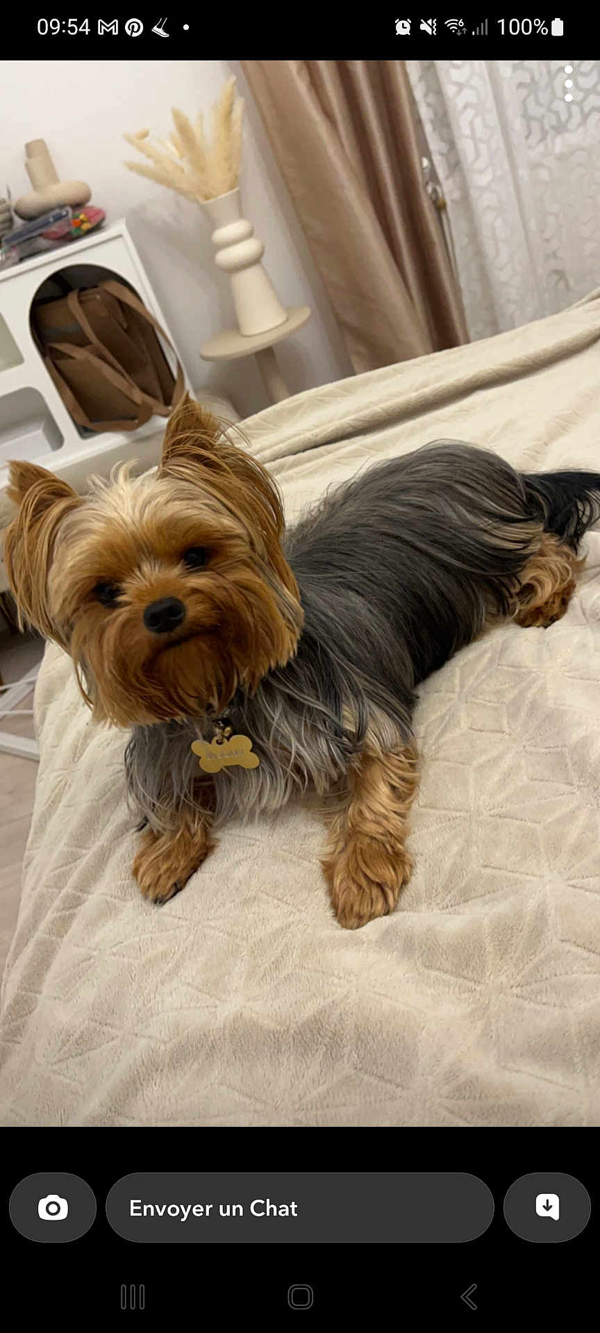 Bloomy a rejoint le concours — aidez-le/la à gagner de superbes lots ! dog, yorkshire_terrier, pet, bed, blanket, fur, indoor, curtains, vase, decor, shelf, floor, cute, animal, small_dog, looking, cozy, resting, living_room, domestic