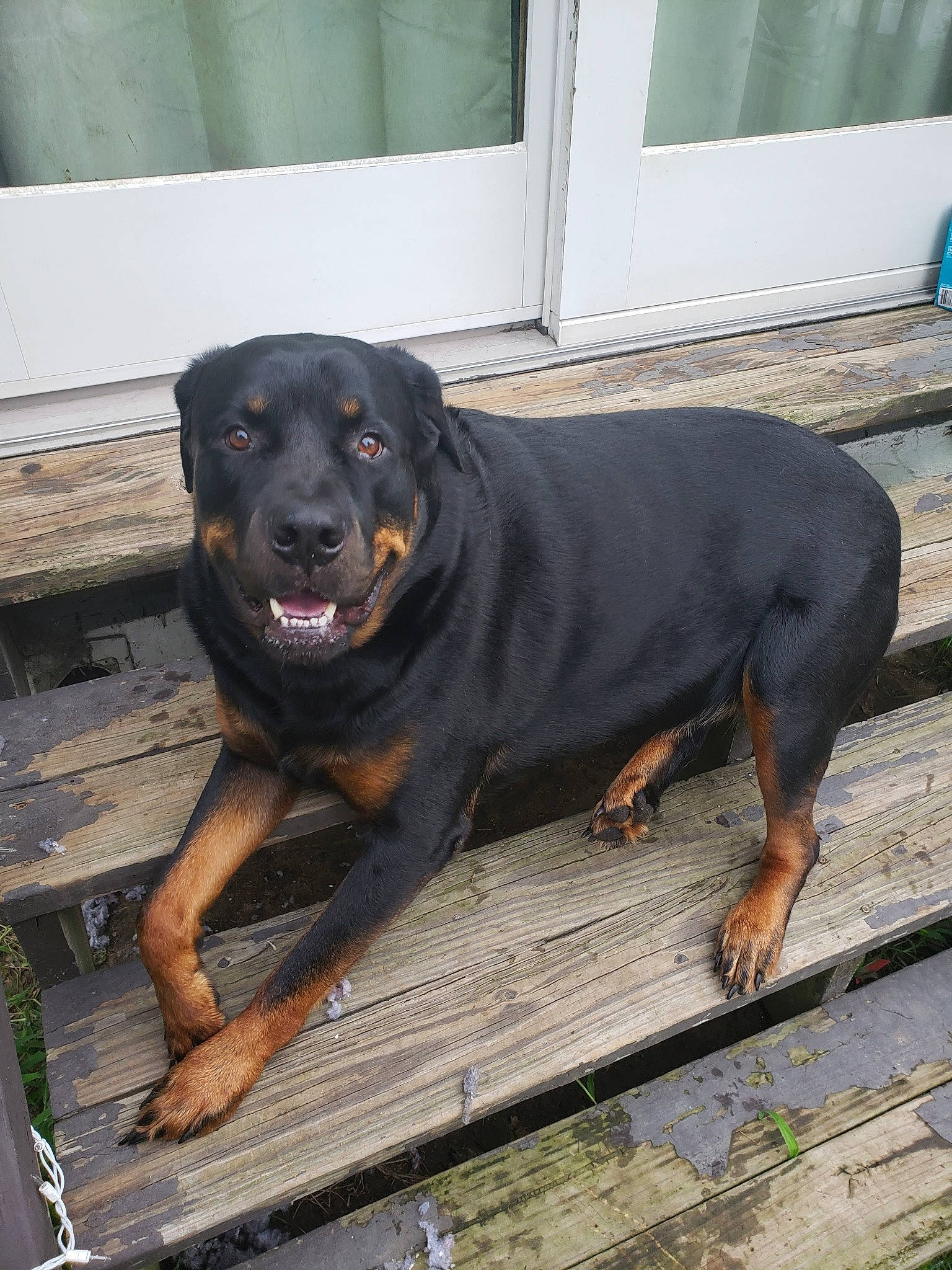 Bruno is registered to the contest to win money with this photo: borador, canidae, carlin_pinscher, carnivore, collar, companion_dog, dog, dog_breed, dog_collar, fawn, guard_dog, hound, hunting_dog, rottweiler, sporting_group, terrestrial_animal, working_animal, working_dog