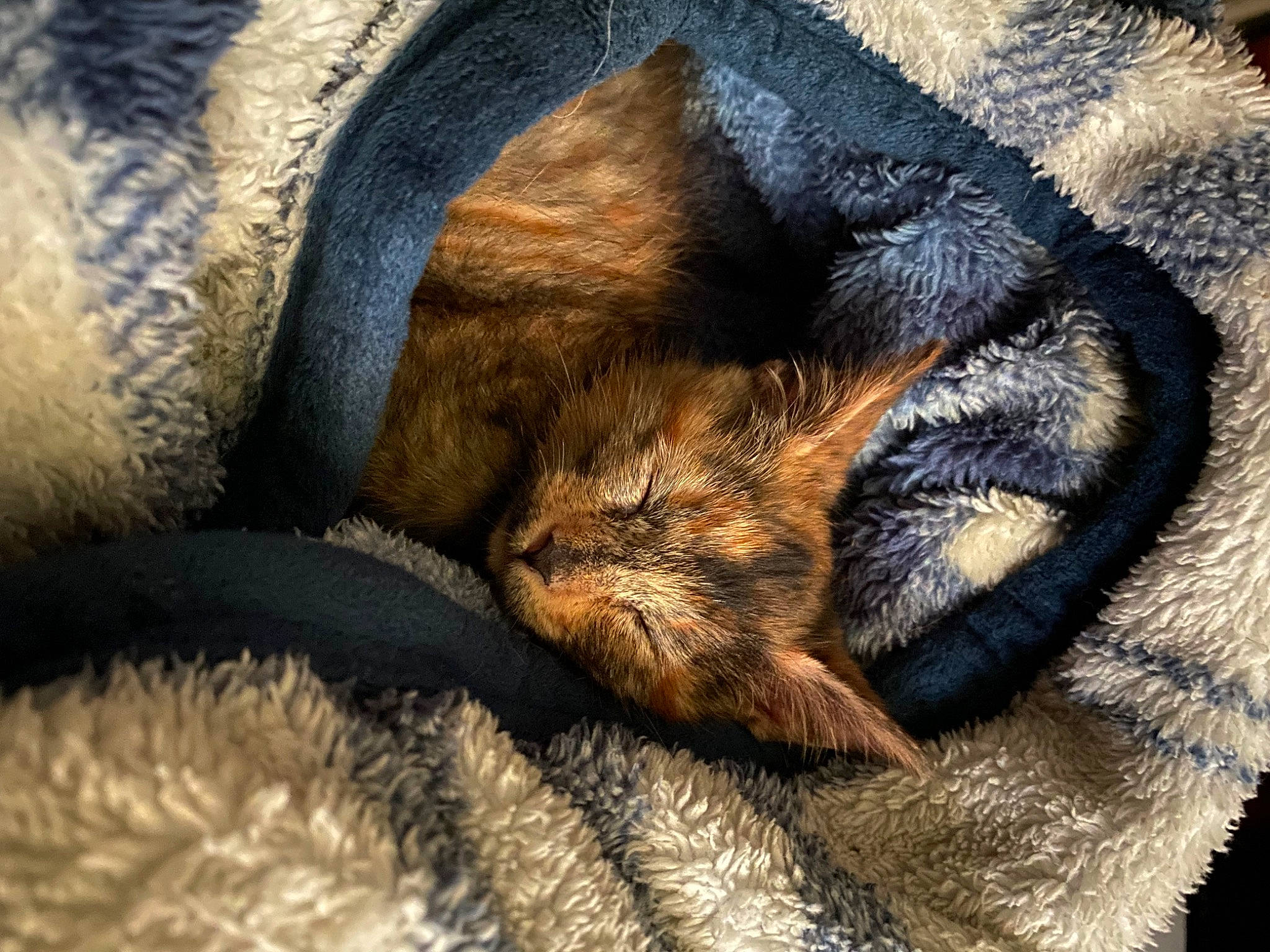 Hashbrown joined the competition — help win amazing prizes! carnivore, cat, claw, comfort, dog_breed, domestic_short_haired_cat, electric_blue, felidae, fur, liver, nap, pattern, paw, sleep, small_to_medium_sized_cats, snout, tail, terrestrial_animal, vertebrate, whiskers