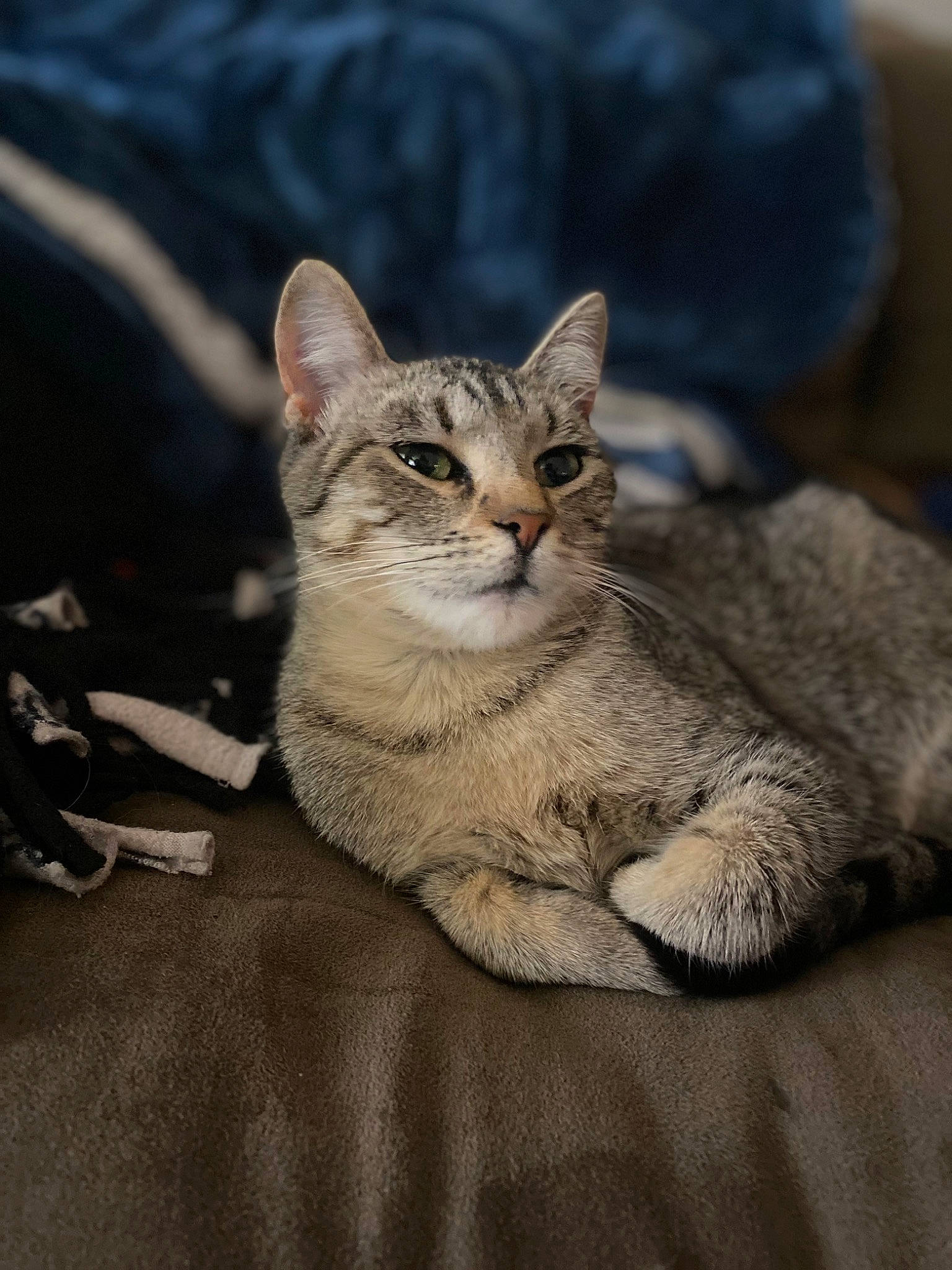 Coffee joined the competition — help win amazing prizes! carnivore, cat, claw, comfort, domestic_short_haired_cat, eye, felidae, fur, grey, paw, sitting, small_to_medium_sized_cats, snout, terrestrial_animal, tree, whiskers, wildlife