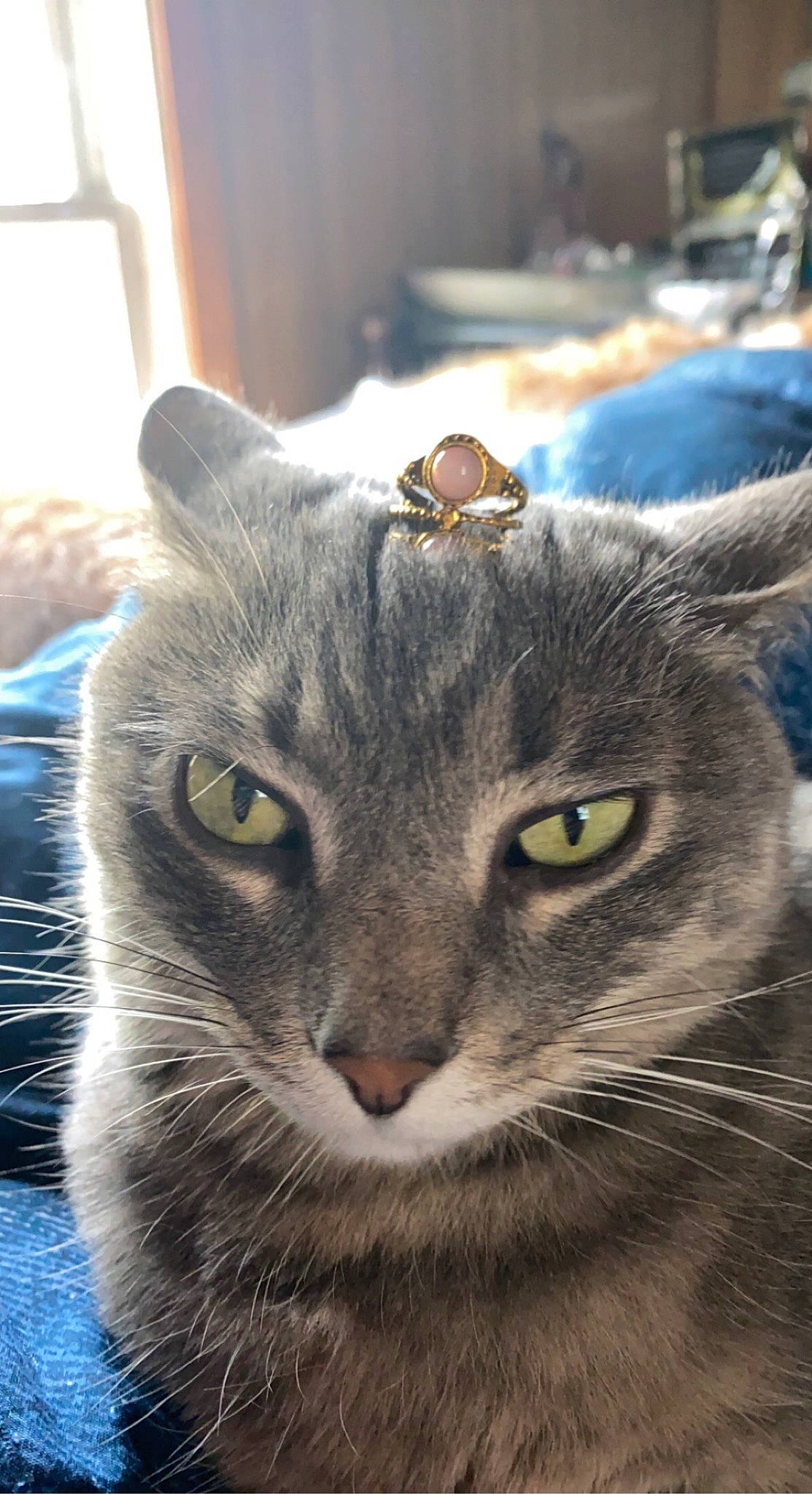 Mauve joined the competition — help win amazing prizes! carnivore, cat, close_up, domestic_short_haired_cat, ear, felidae, fur, grass, grey, small_to_medium_sized_cats, snout, terrestrial_animal, whiskers, wildlife, window