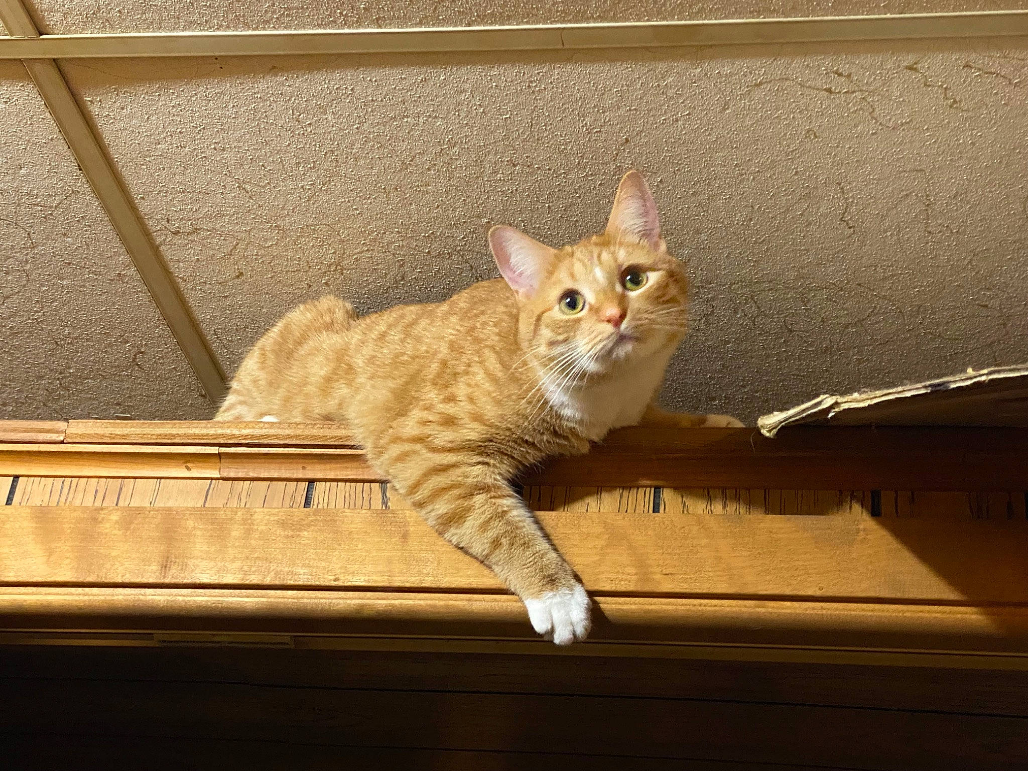 Cheddar is registered to the contest to win money with this photo: carnivore, cat, comfort, domestic_short_haired_cat, eye, fawn, felidae, fur, hardwood, head, leg, paw, sitting, small_to_medium_sized_cats, snout, tail, tints_and_shades, whiskers, window, wood