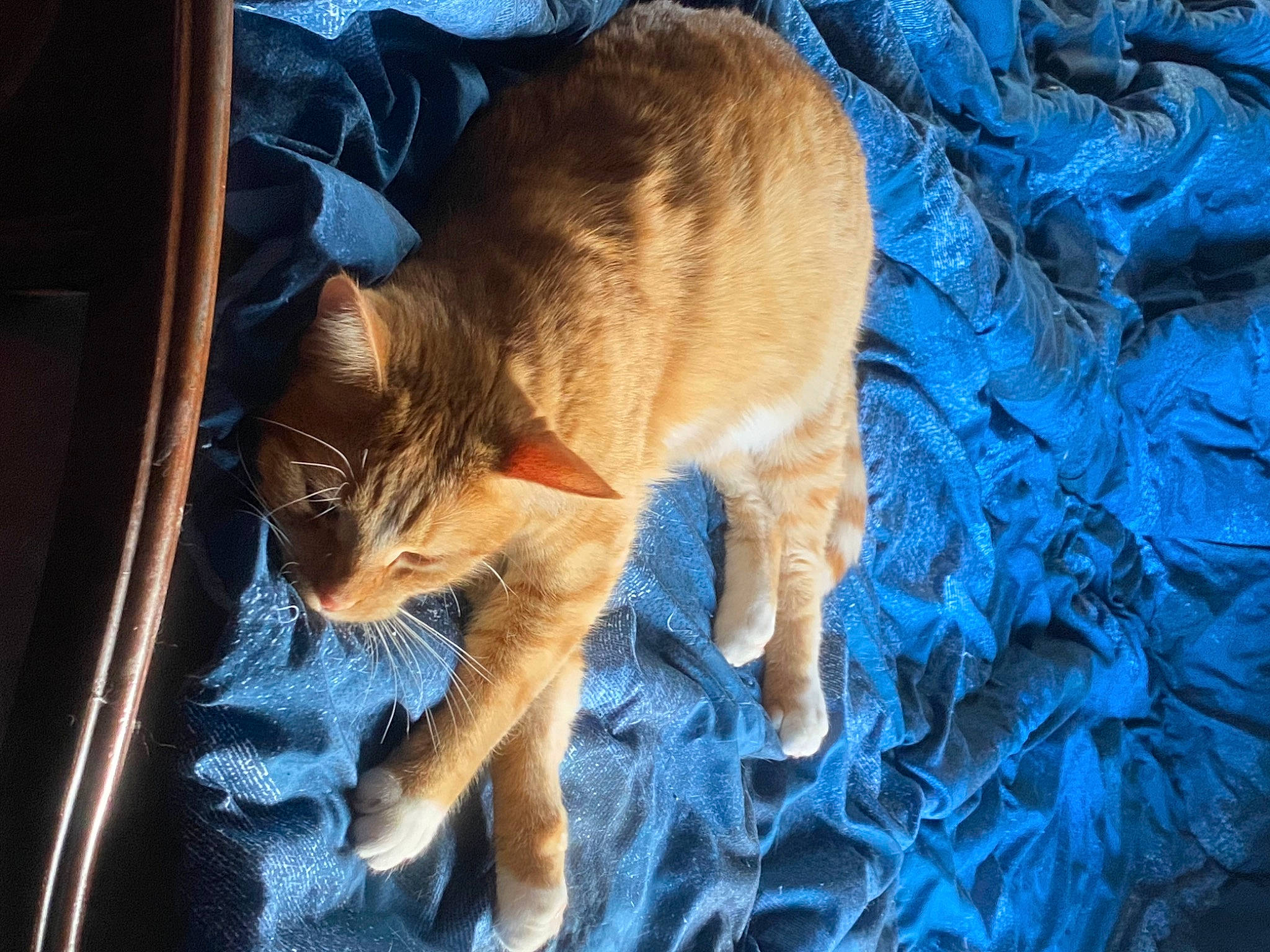 Cheddar is registered to the contest to win money with this photo: blue, canidae, carnivore, cat, claw, comfort, dog_breed, domestic_short_haired_cat, electric_blue, fawn, felidae, fur, nap, small_to_medium_sized_cats, snout, sporting_group, tail, whiskers, wildlife, wood