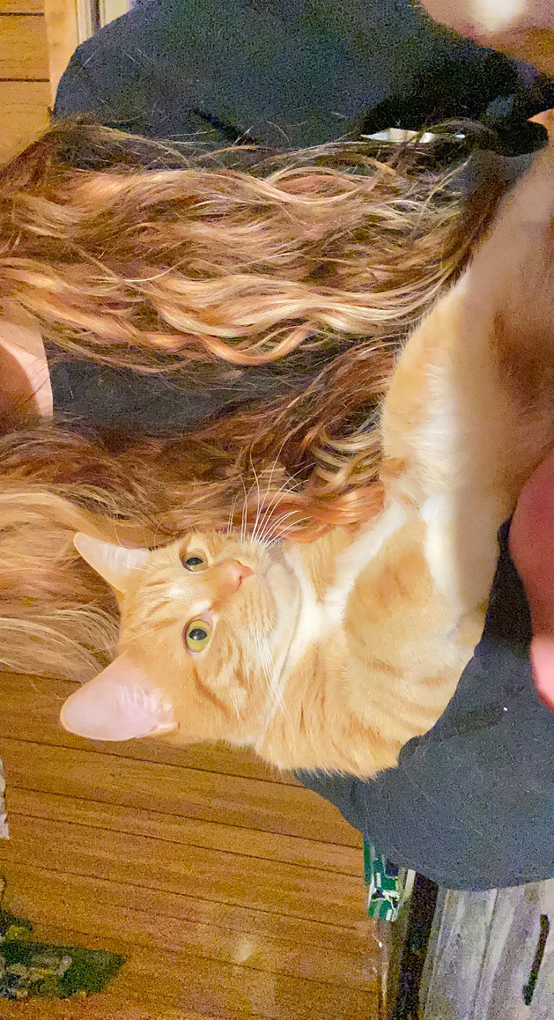 Cheddar joined the competition — help win amazing prizes! brown_hair, carnivore, cat, dog_breed, domestic_short_haired_cat, fawn, felidae, fun, fur, hair_coloring, hardwood, human_leg, liver, small_to_medium_sized_cats, snout, sporting_group, tail, tree, whiskers, wood