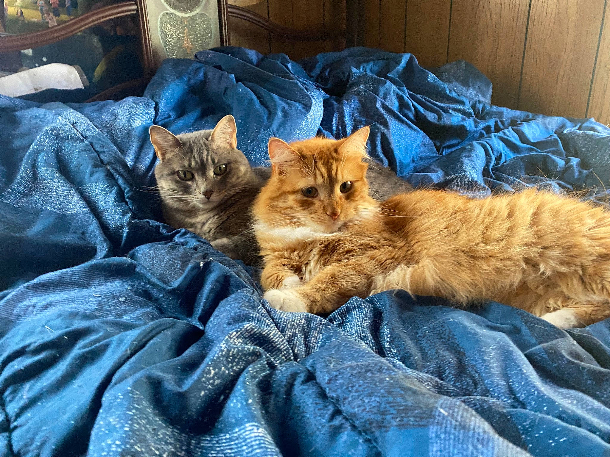 Cheese is registered to the contest to win money with this photo: bed, bedding, blue, carnivore, cat, claw, comfort, couch, domestic_short_haired_cat, felidae, fur, linens, nap, plant, sitting, small_to_medium_sized_cats, tail, tree, whiskers, wood