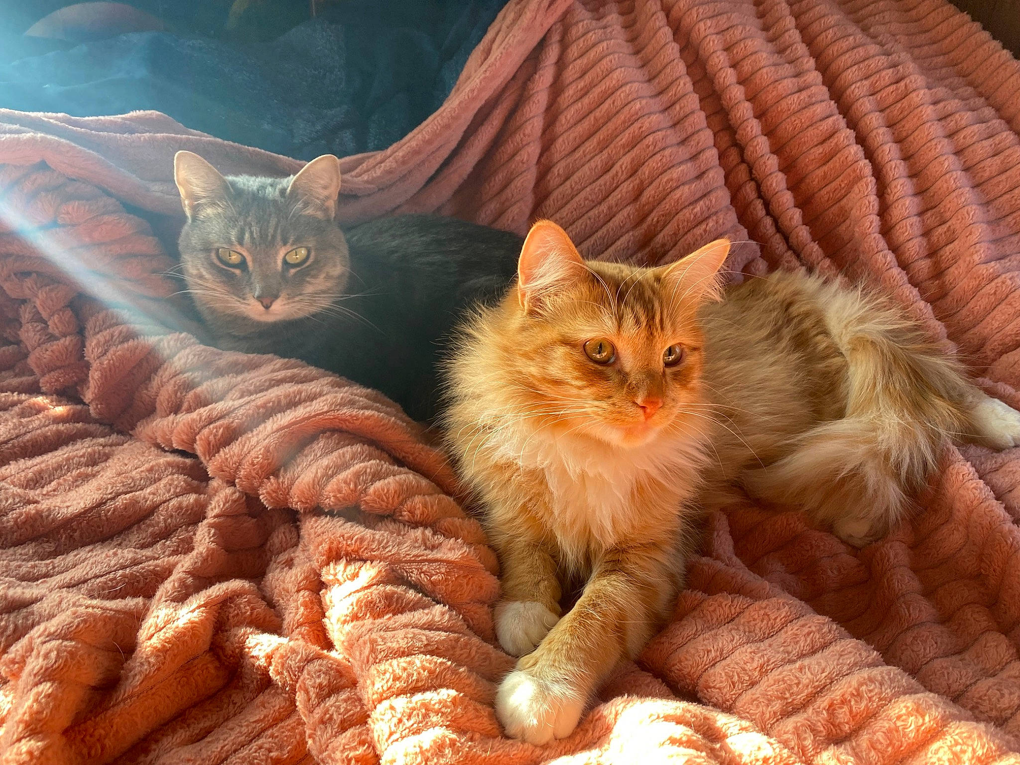 Cheese is registered to the contest to win money with this photo: carnivore, cat, claw, comfort, domestic_short_haired_cat, eye, fawn, felidae, fur, paw, peach, plant, small_to_medium_sized_cats, tail, whiskers, wood